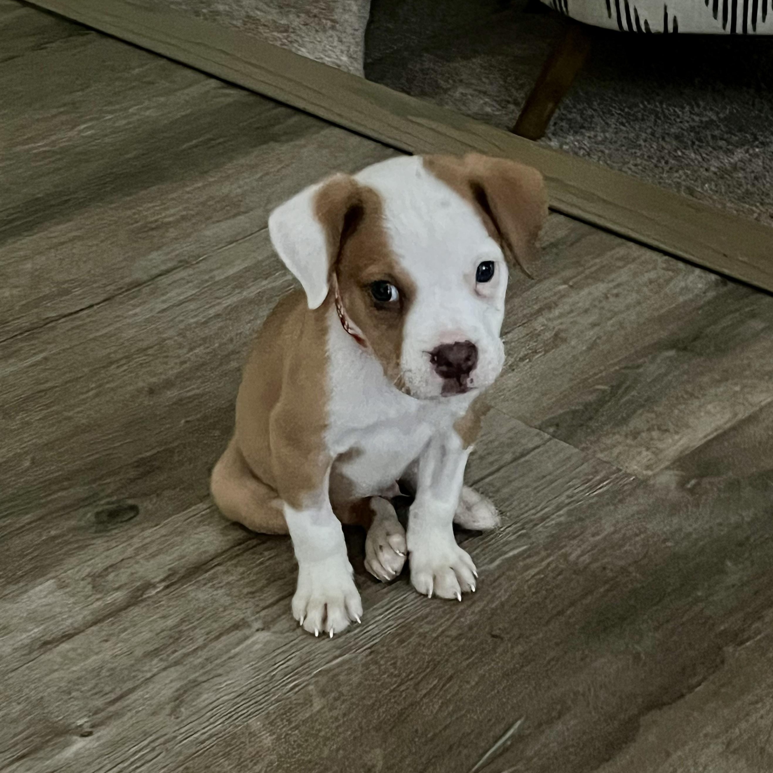 Zipper, ADOPTABLE, Puppy Male Terrier & Boxer.