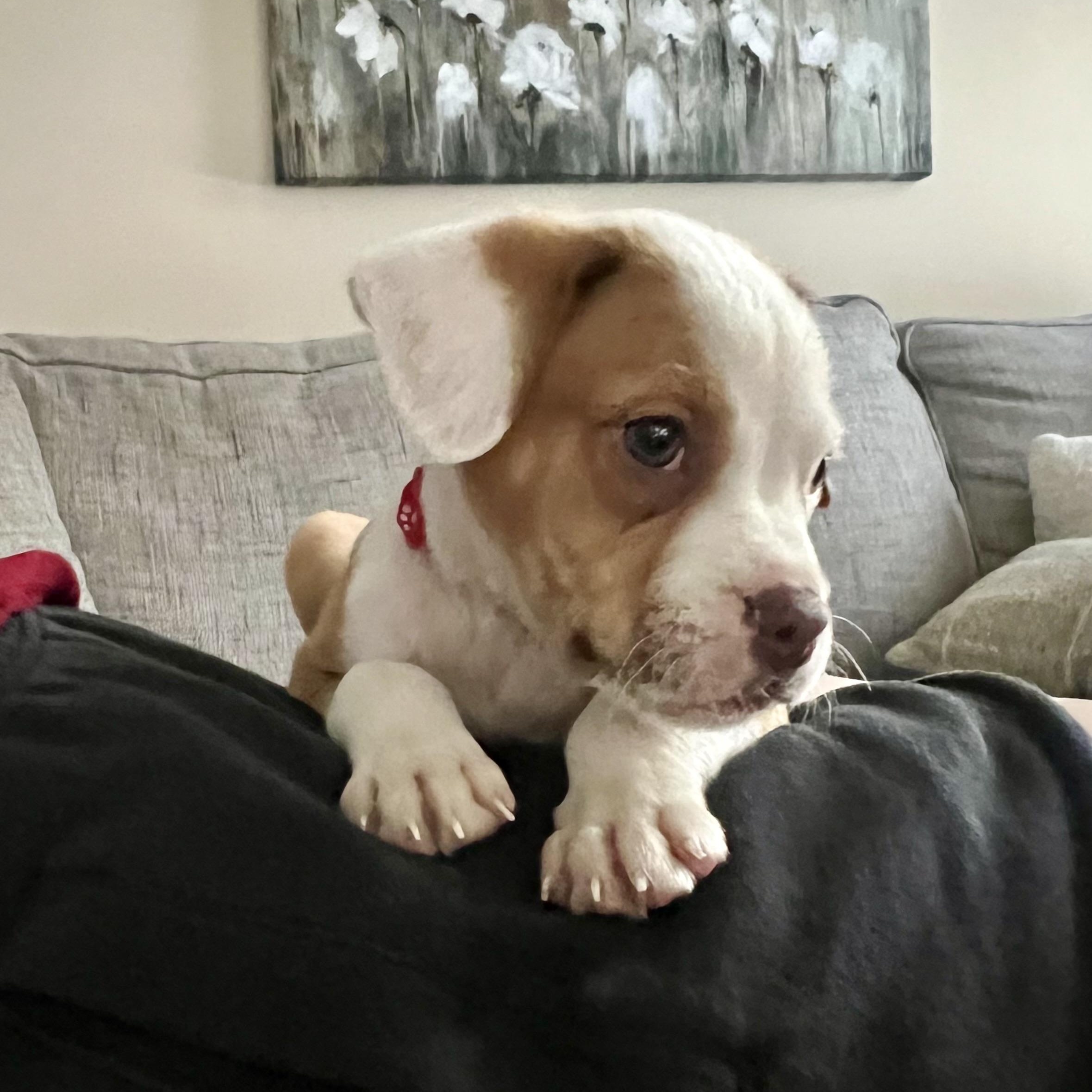 Zipper, a ADOPTABLE mixed breed in Rock Hill, SC image 3/5