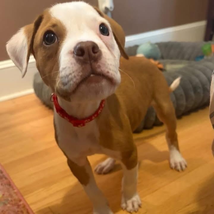 Zipper, ADOPTABLE, Puppy Male Terrier & Boxer.