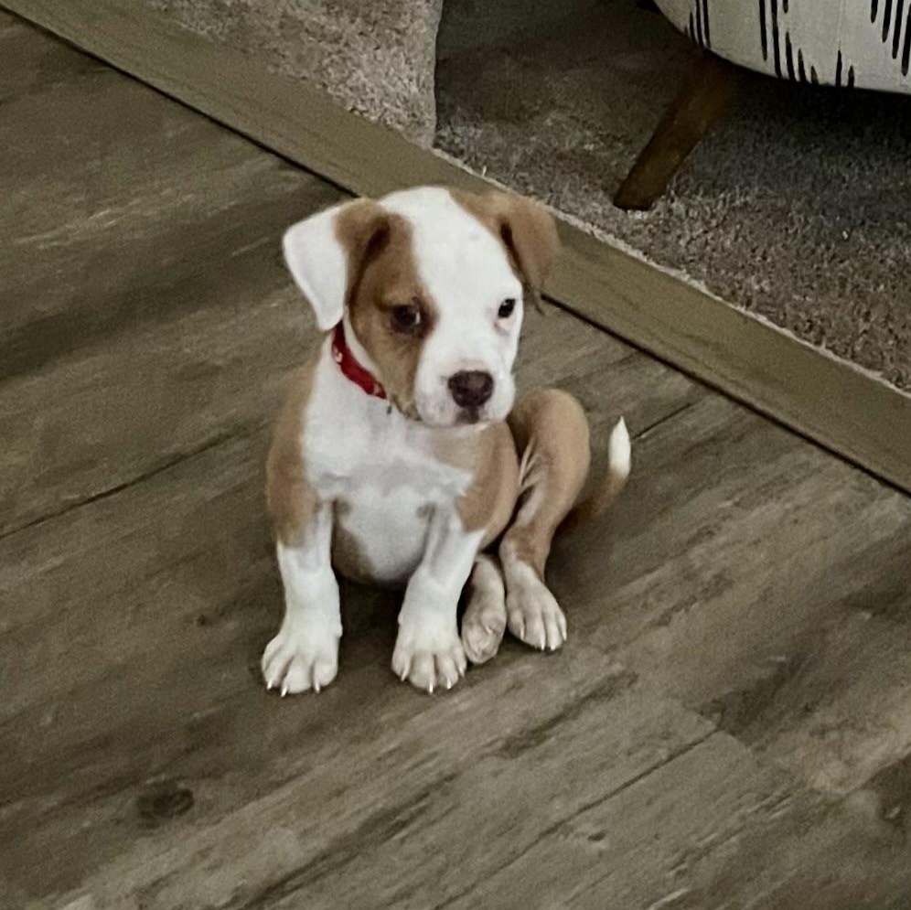 Zipper, a ADOPTABLE mixed breed in Rock Hill, SC image 5/5
