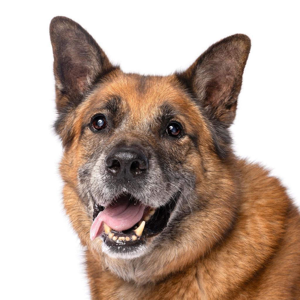 Sampson, Adoptable, Senior Male German Shepherd Dog.
