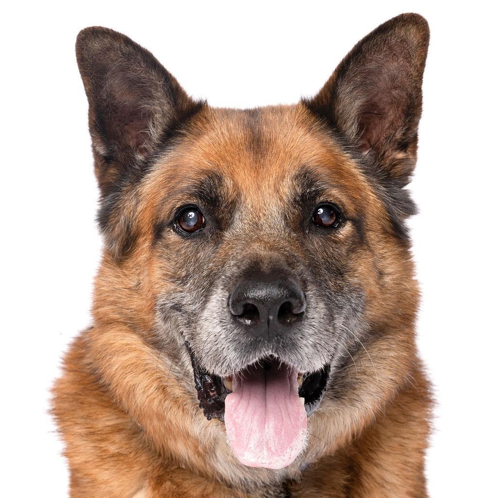Enlarge Sampson, a Adoptable German Shepherd Dog in Fort Lauderdale, FL image 2/6