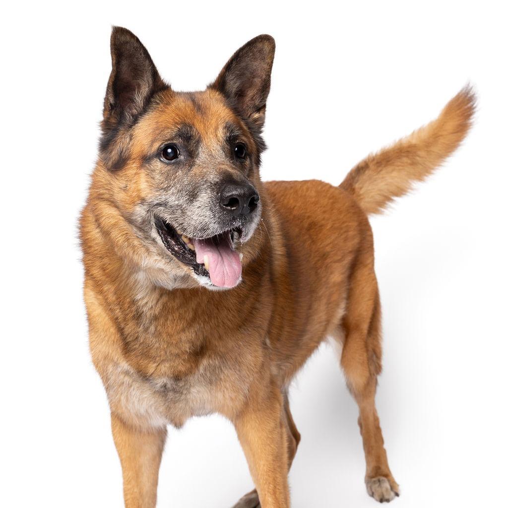 Enlarge Sampson, a Adoptable German Shepherd Dog in Fort Lauderdale, FL image 3/6