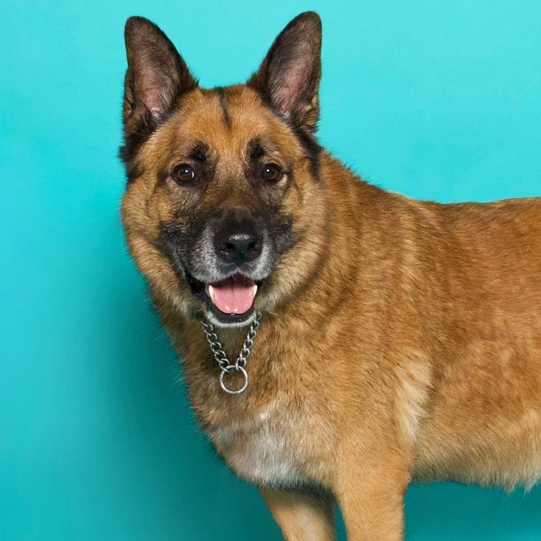 Enlarge Sampson, a Adoptable German Shepherd Dog in Fort Lauderdale, FL image 4/6