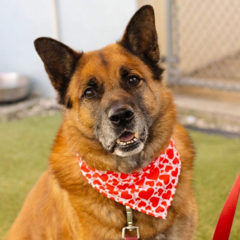 Enlarge Sampson, a Adoptable German Shepherd Dog in Fort Lauderdale, FL image 5/6