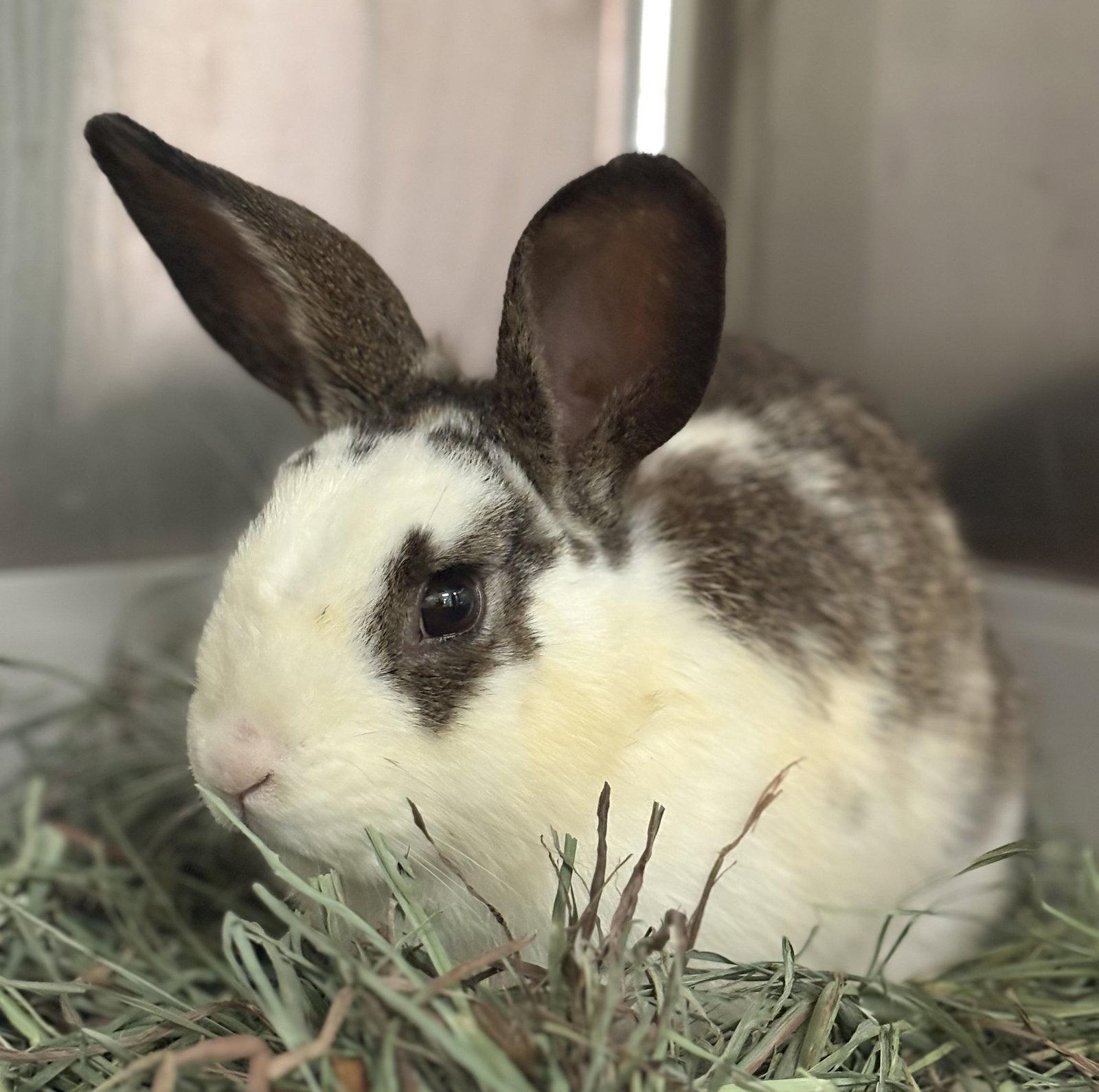 Enlarge Oscar, a Adoptable American in Oakland, CA image 1/1
