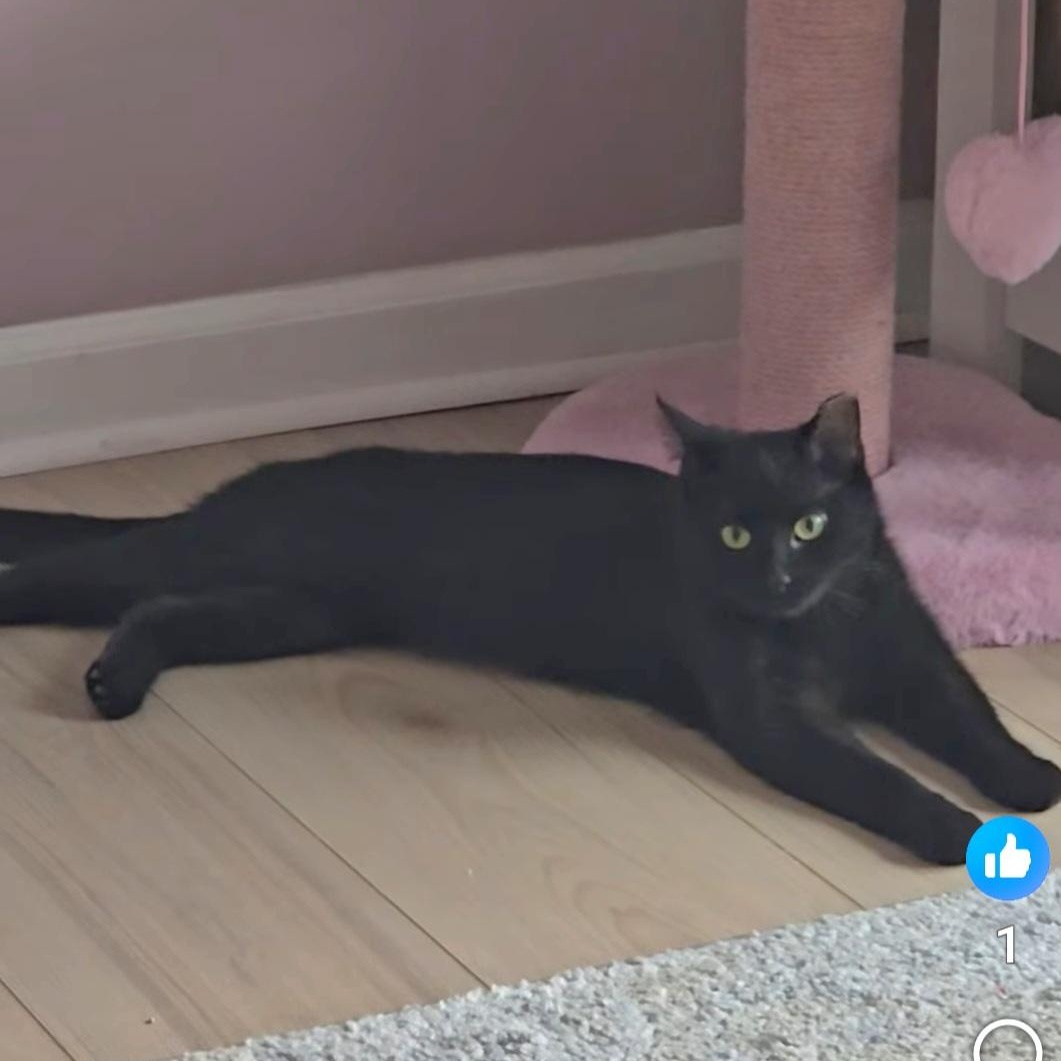 Enlarge Mela, a ADOPTABLE Domestic Short Hair in Wyandotte, MI image 5/6