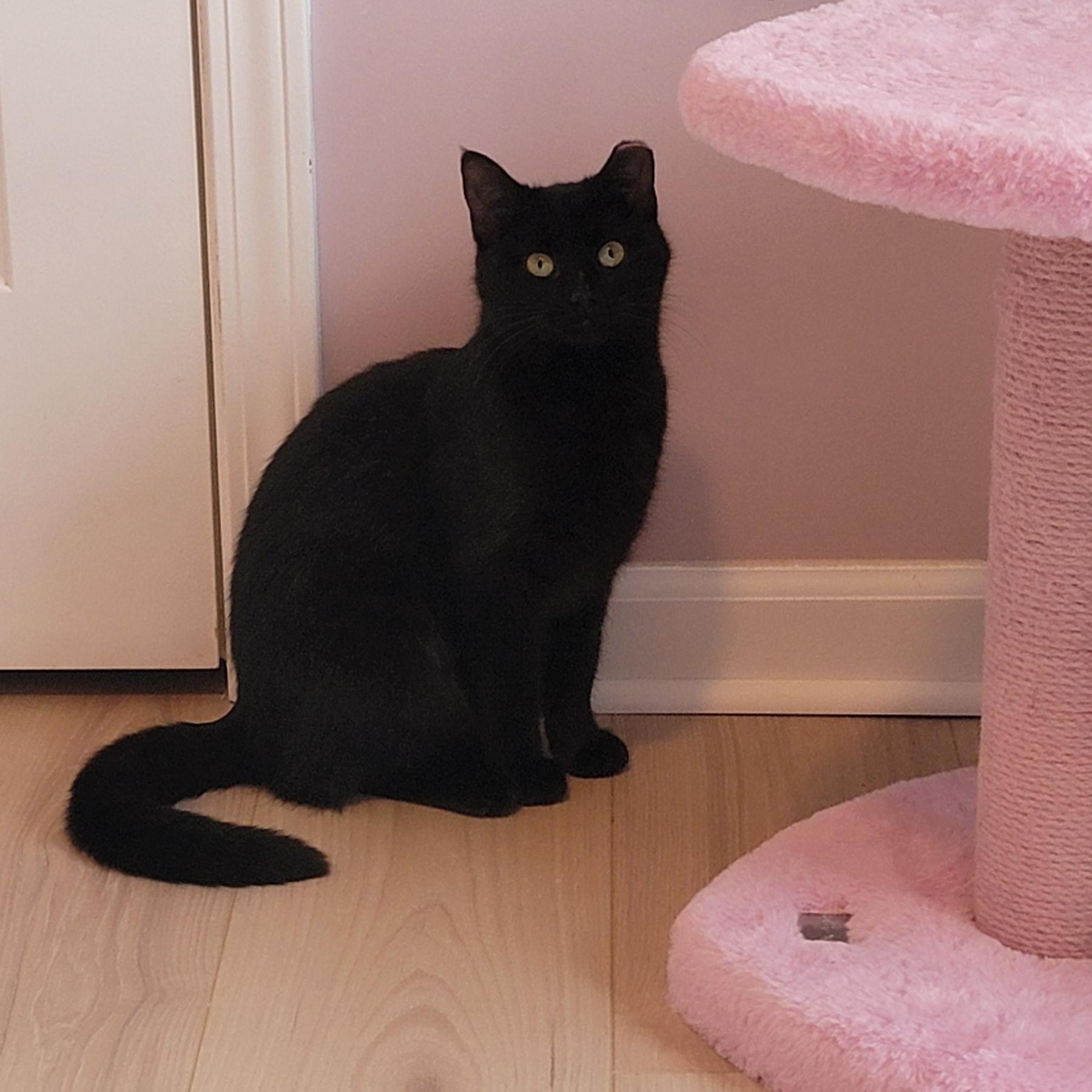 Mela, ADOPTABLE, Kitten Female Domestic Short Hair.