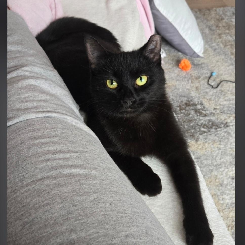 Enlarge Mela, a ADOPTABLE Domestic Short Hair in Wyandotte, MI image 6/6