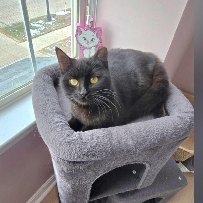 Enlarge Mela, a ADOPTABLE Domestic Short Hair in Wyandotte, MI image 2/6
