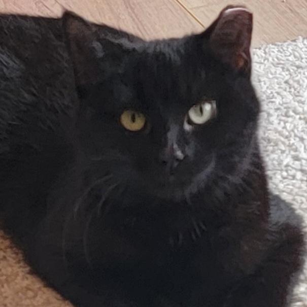 Enlarge Mela, a ADOPTABLE Domestic Short Hair in Wyandotte, MI image 4/6