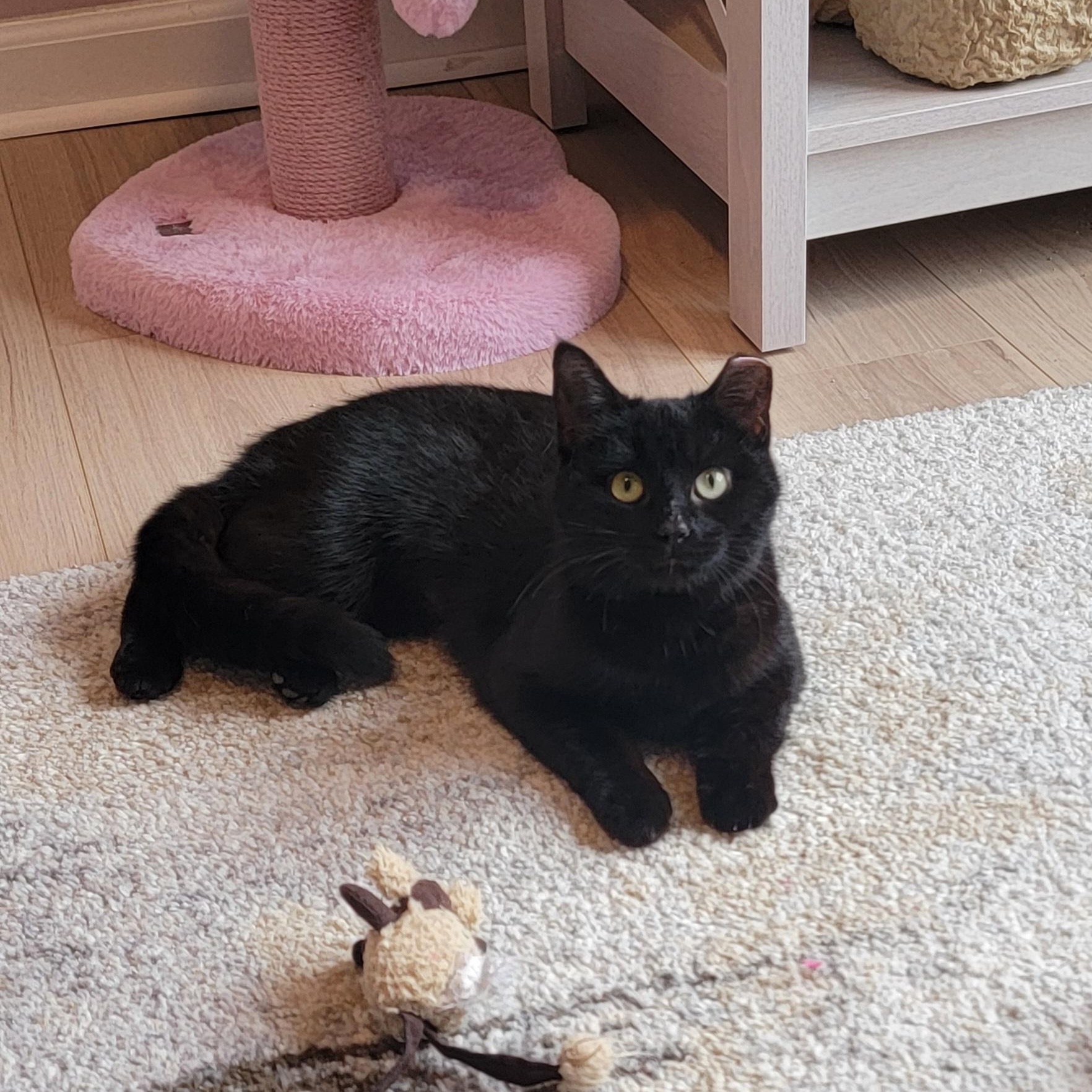 Enlarge Mela, a ADOPTABLE Domestic Short Hair in Wyandotte, MI image 3/6