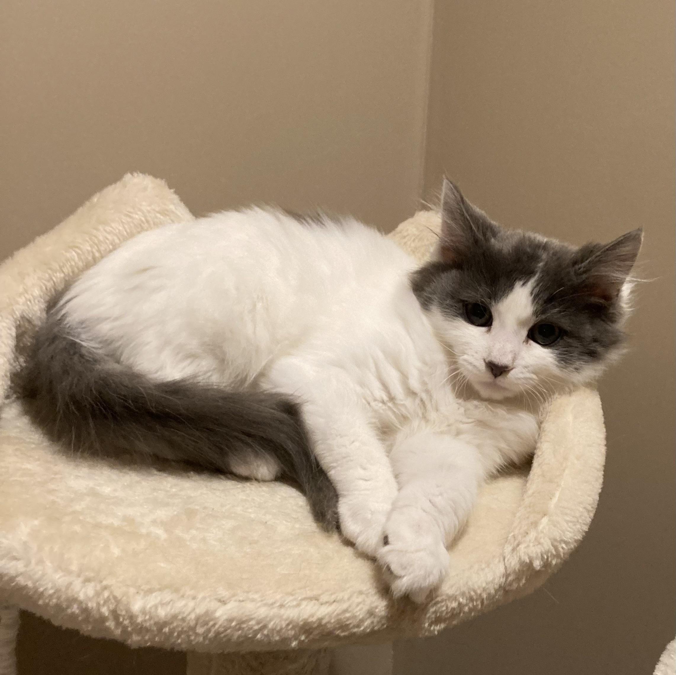 Wallen, adoptable, Kitten Male Domestic Medium Hair.