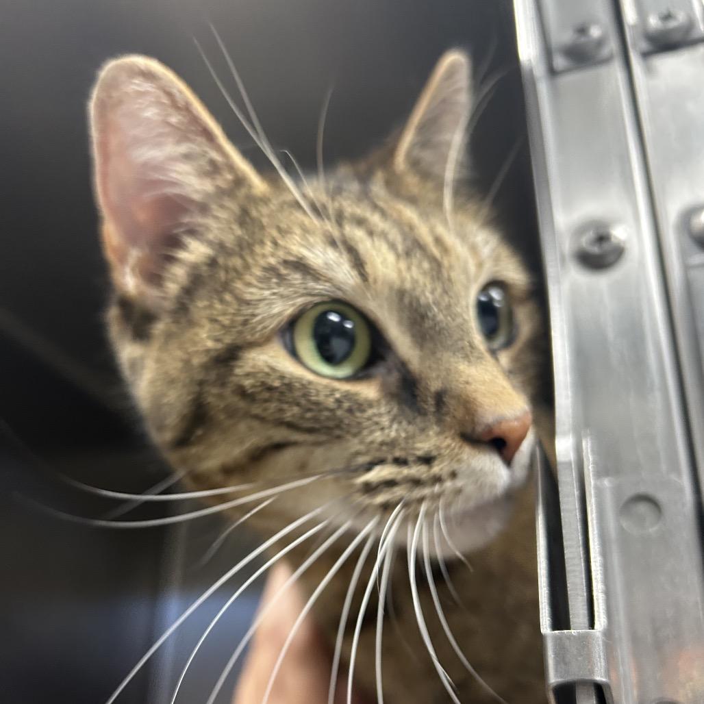 Enlarge Nugget, a Adoptable Domestic Short Hair in Greenville, SC image 1/6