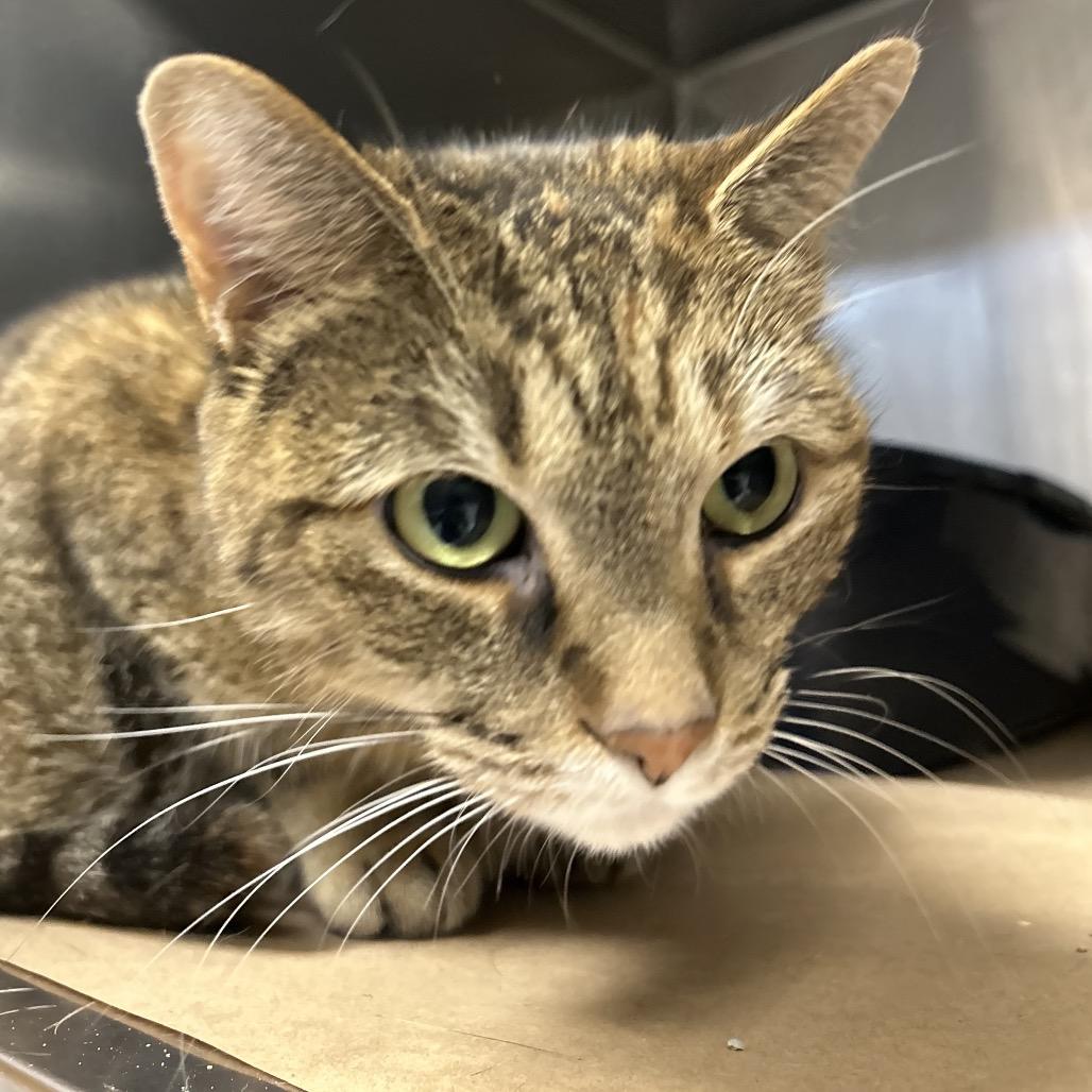 Enlarge Nugget, a Adoptable Domestic Short Hair in Greenville, SC image 2/6