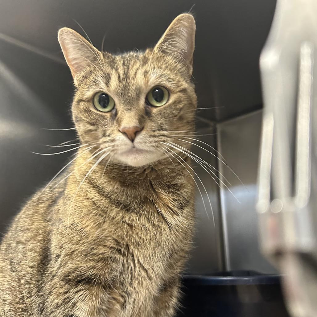 Enlarge Nugget, a Adoptable Domestic Short Hair in Greenville, SC image 3/6