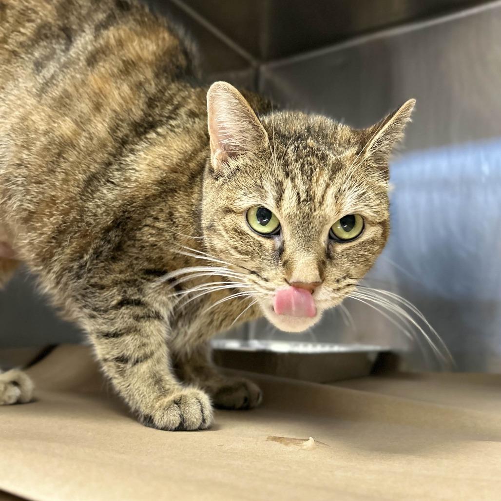 Enlarge Nugget, a Adoptable Domestic Short Hair in Greenville, SC image 4/6