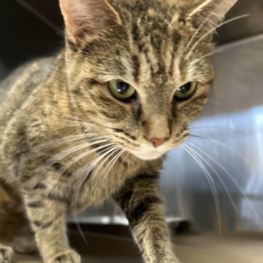 Enlarge Nugget, a Adoptable Domestic Short Hair in Greenville, SC image 5/6