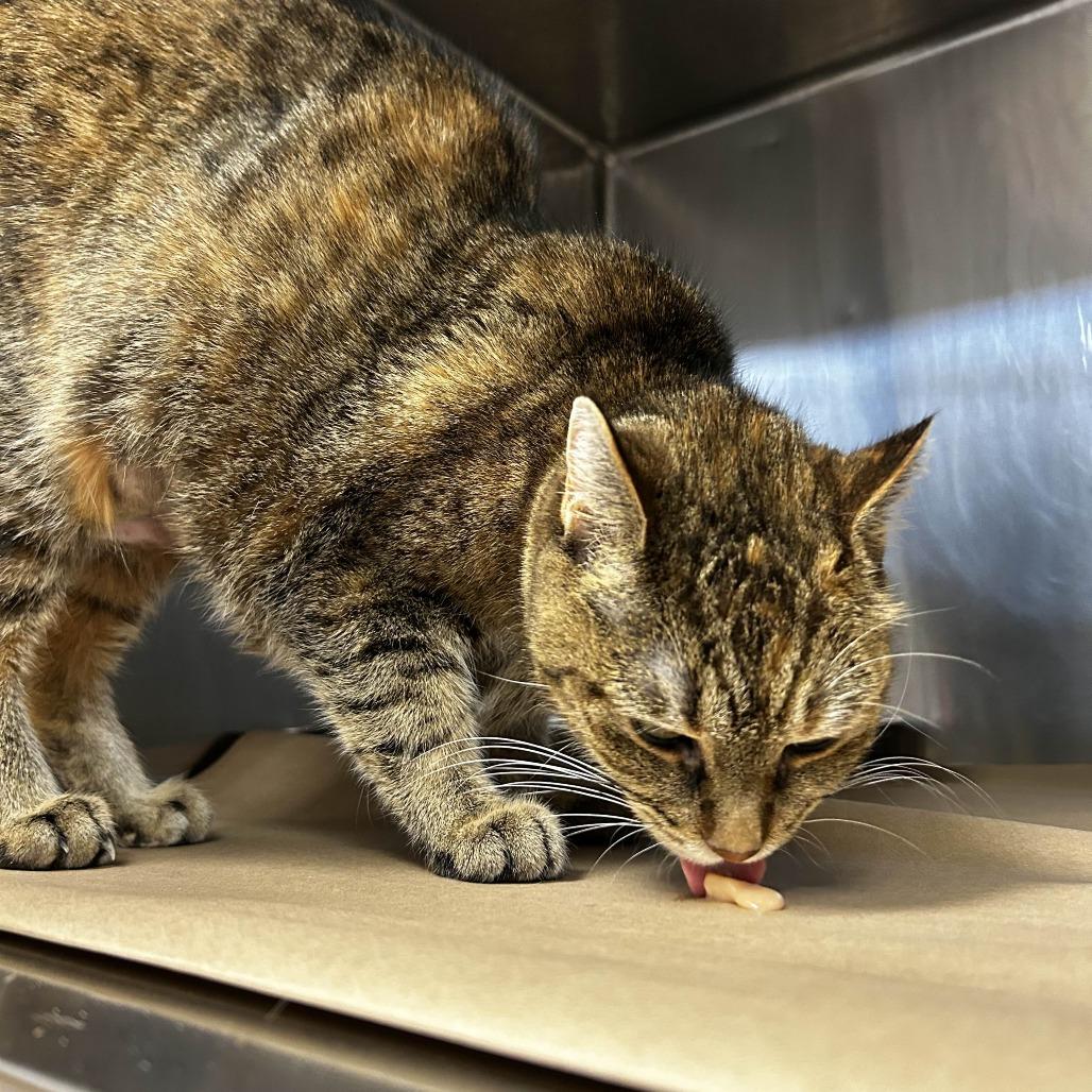 Enlarge Nugget, a Adoptable Domestic Short Hair in Greenville, SC image 6/6