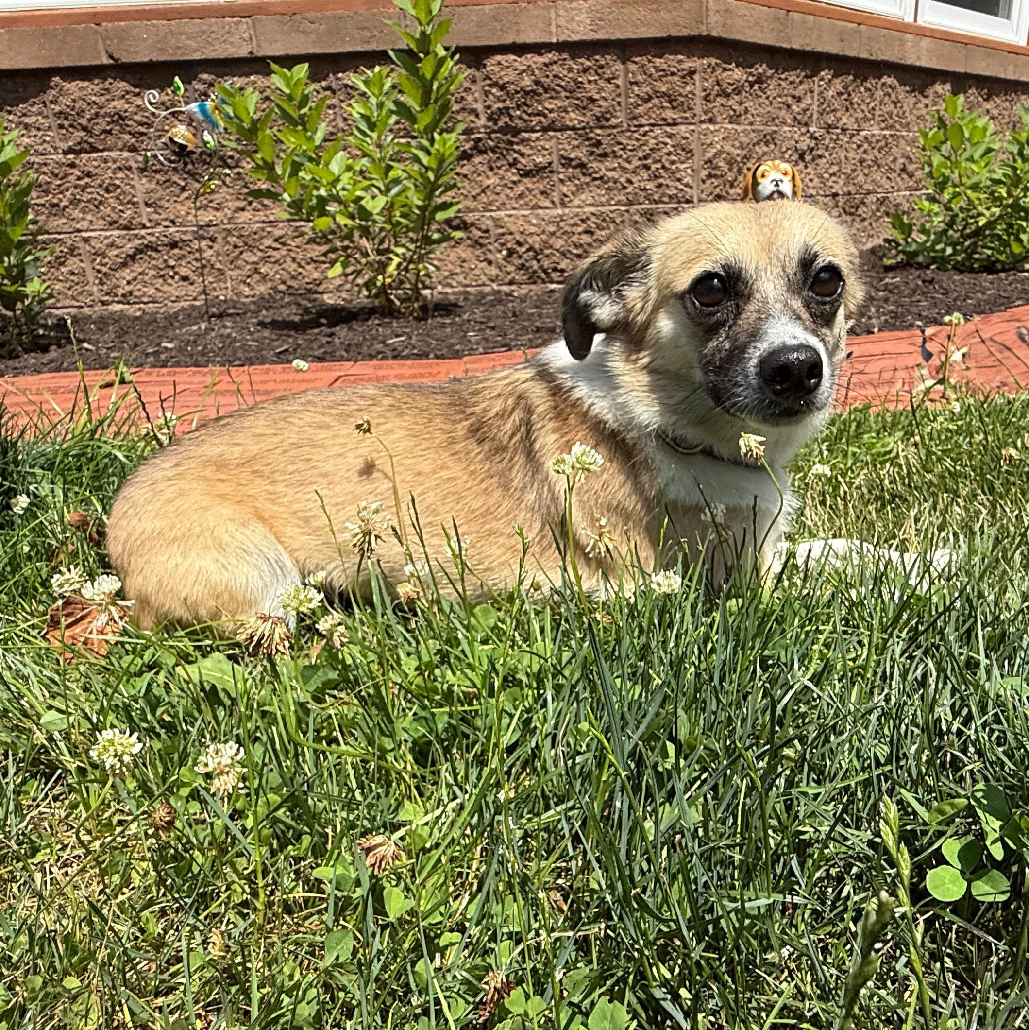 Princess, Adult Female Chihuahua