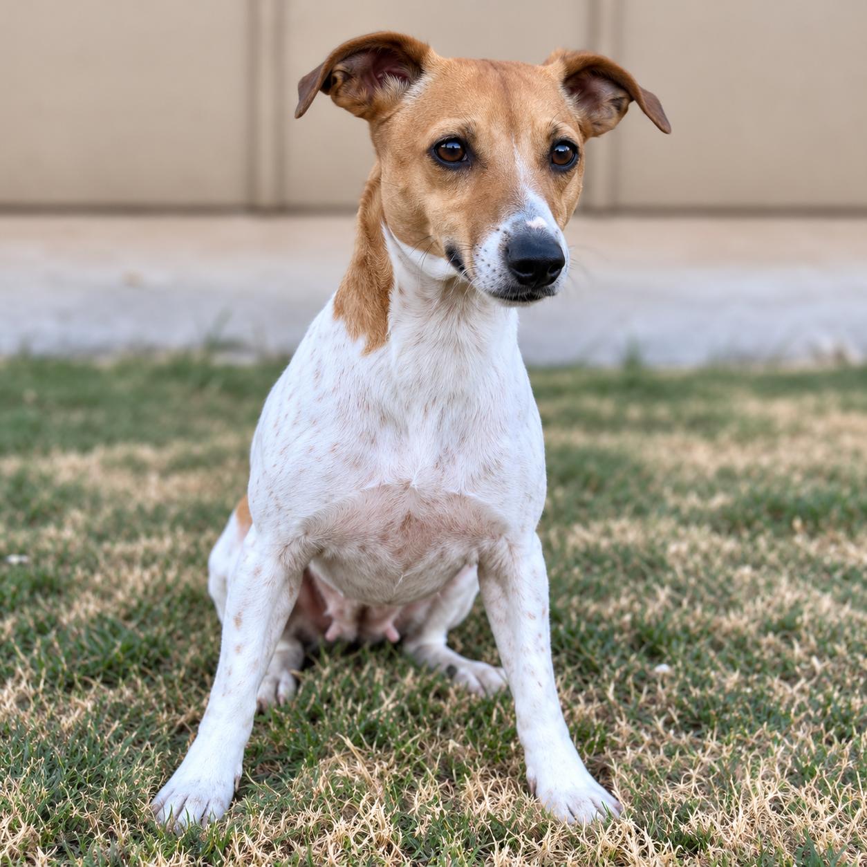 Enlarge HANNAH, a Adopted Jack Russell Terrier in Thornhill, ON image 2/3