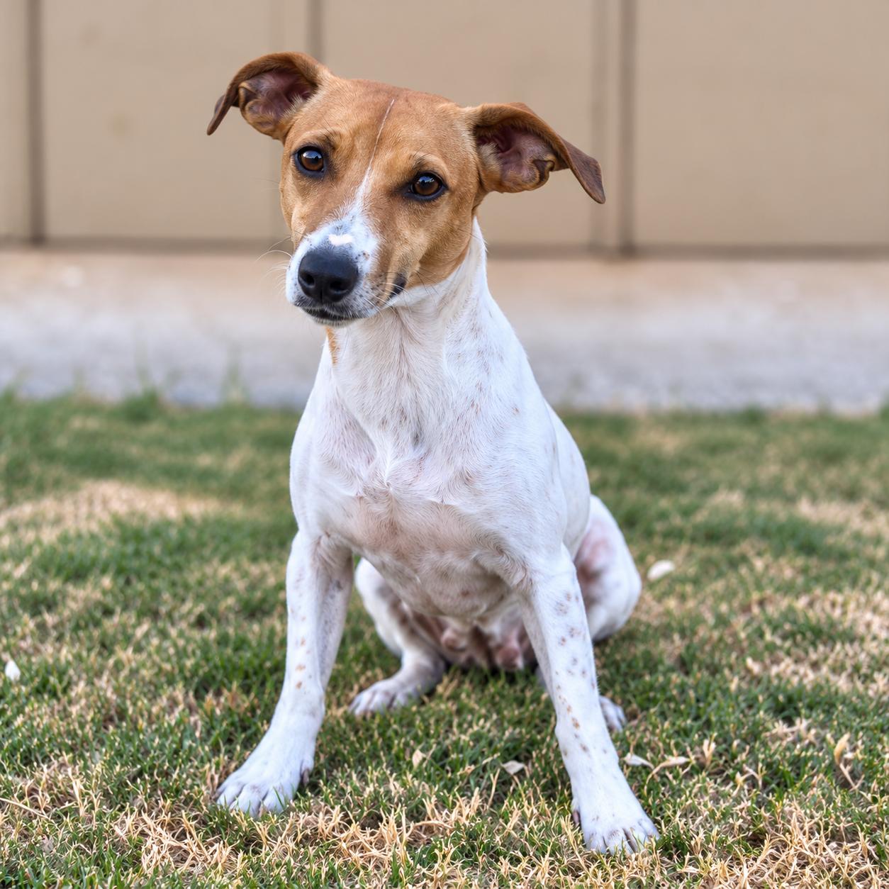 HANNAH, Adopted, Young Female Jack Russell Terrier.