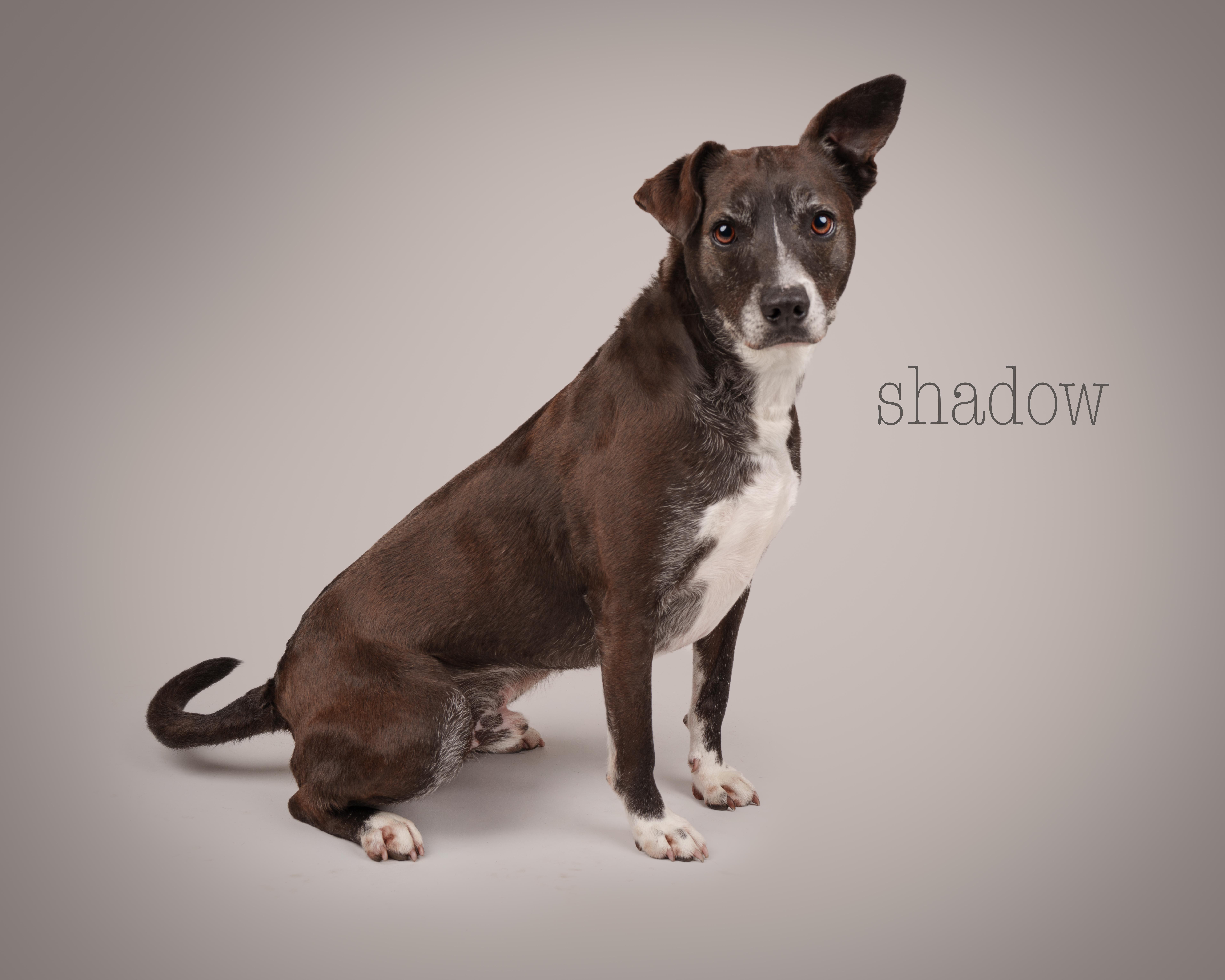 Shadow