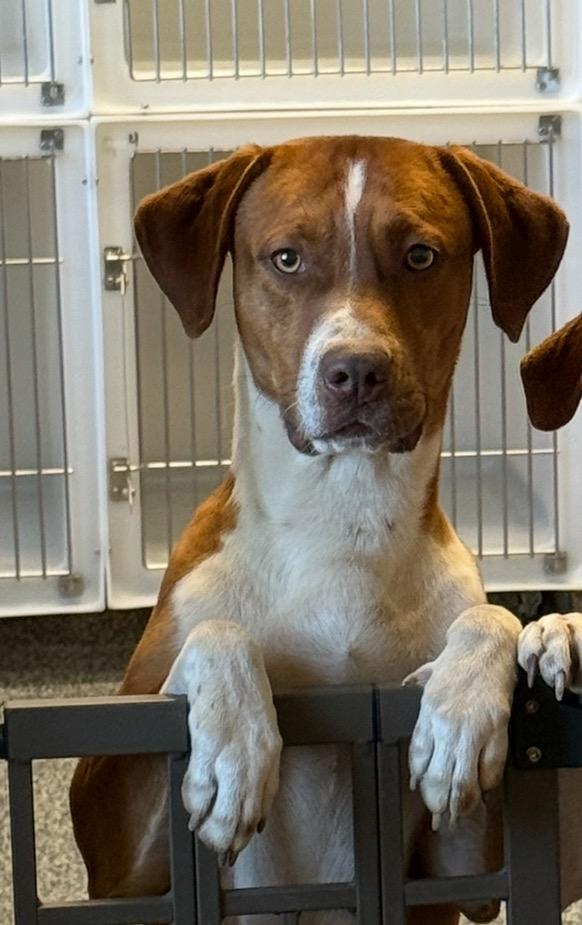 Bruce, Adoptable, Young Male Mixed Breed.