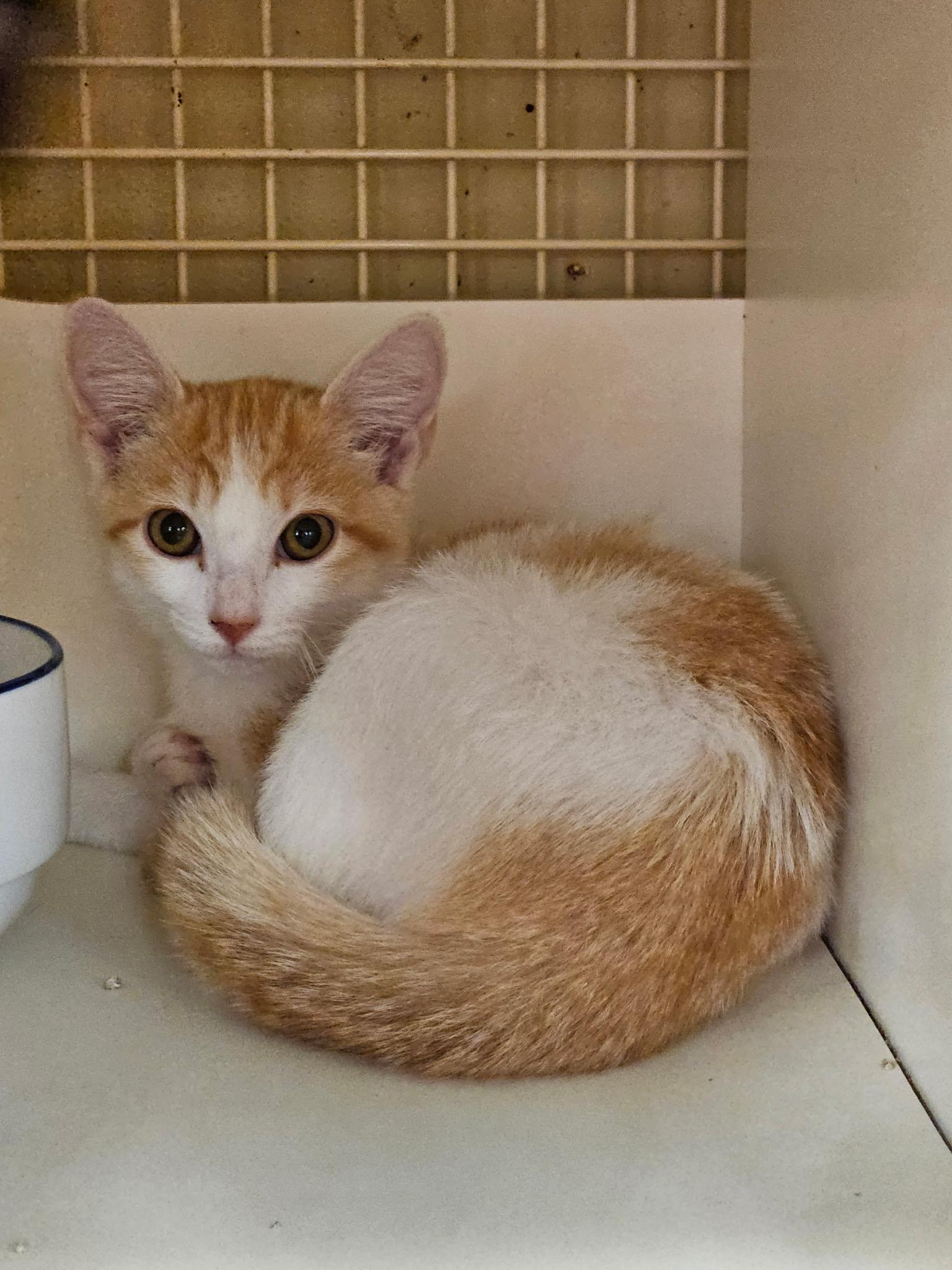 Buttercup & Shadow, adopted, Kitten Female Domestic Short Hair.