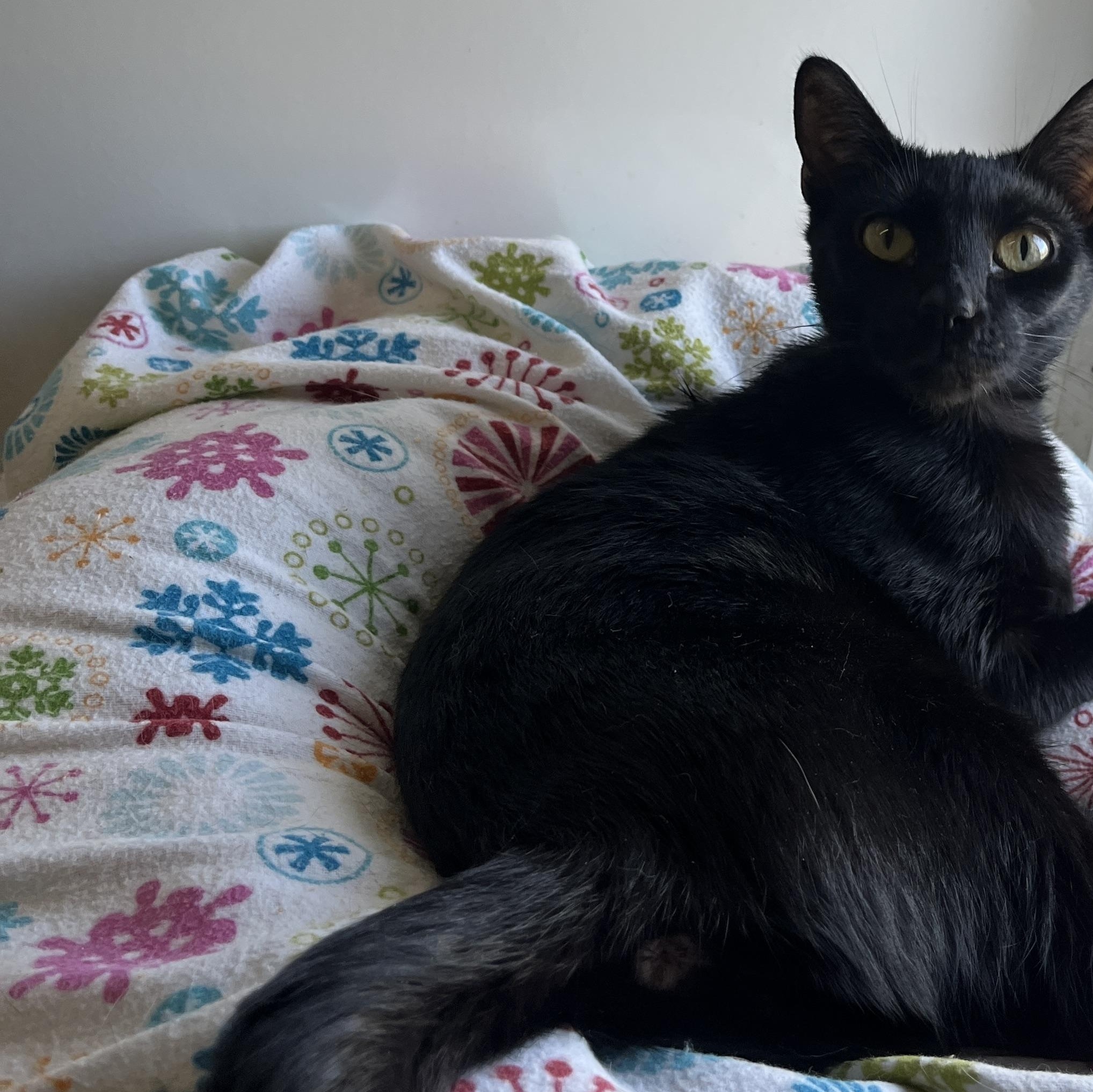Enlarge Tax Evasion Tina, a ADOPTABLE Domestic Short Hair in McKenzie, TN image 2/2