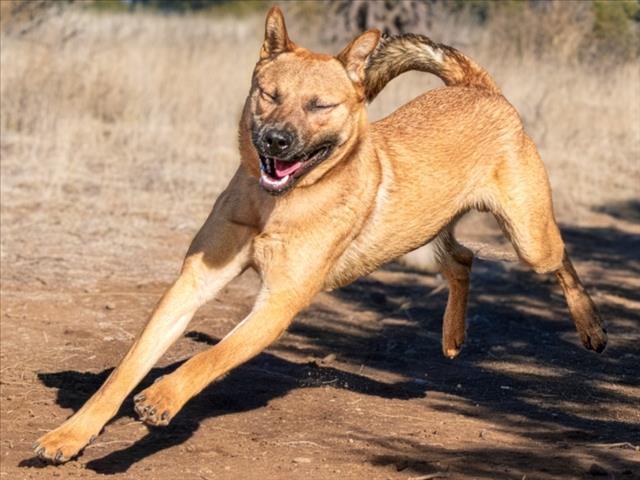Enlarge NILES, a Adoptable Mixed Breed in Santa Fe, NM image 1/1