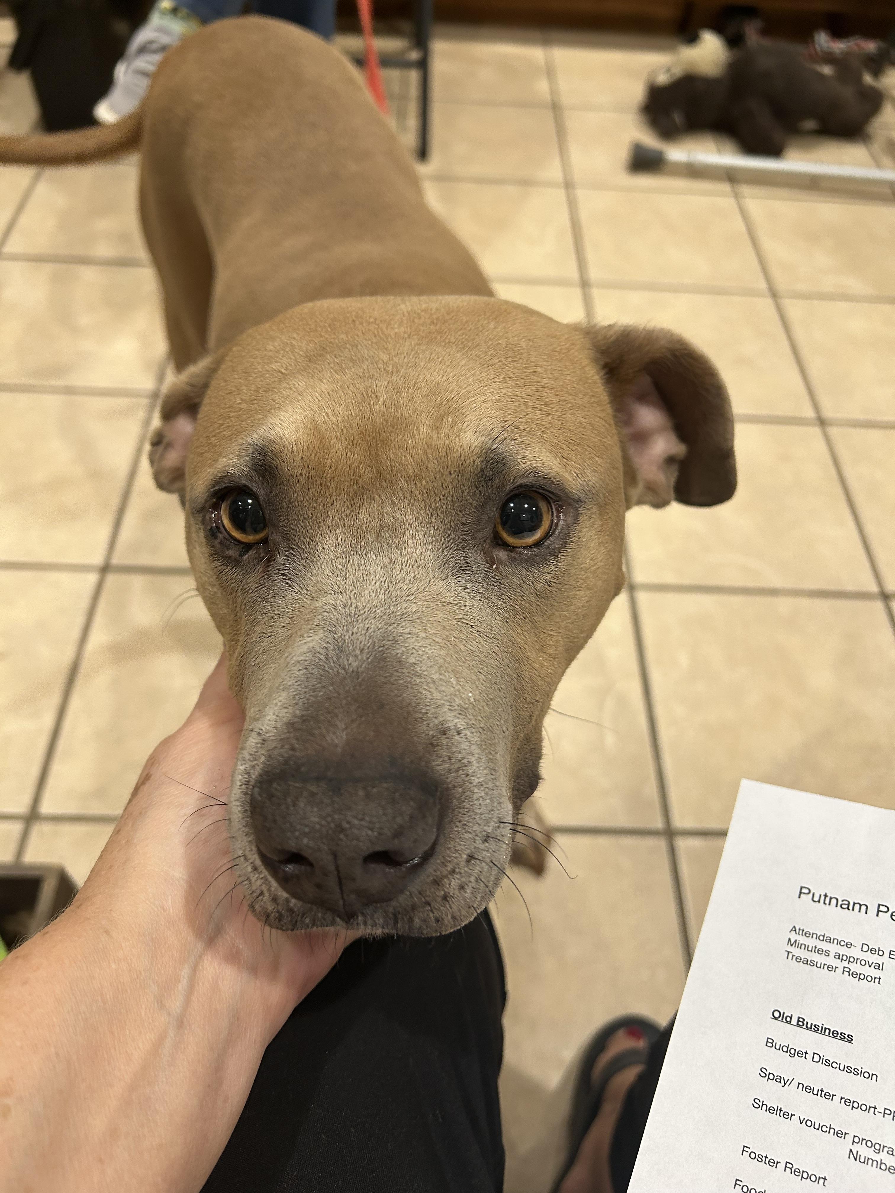 Enlarge Junie B, a Adoptable mixed breed in Ottawa, OH image 6/6