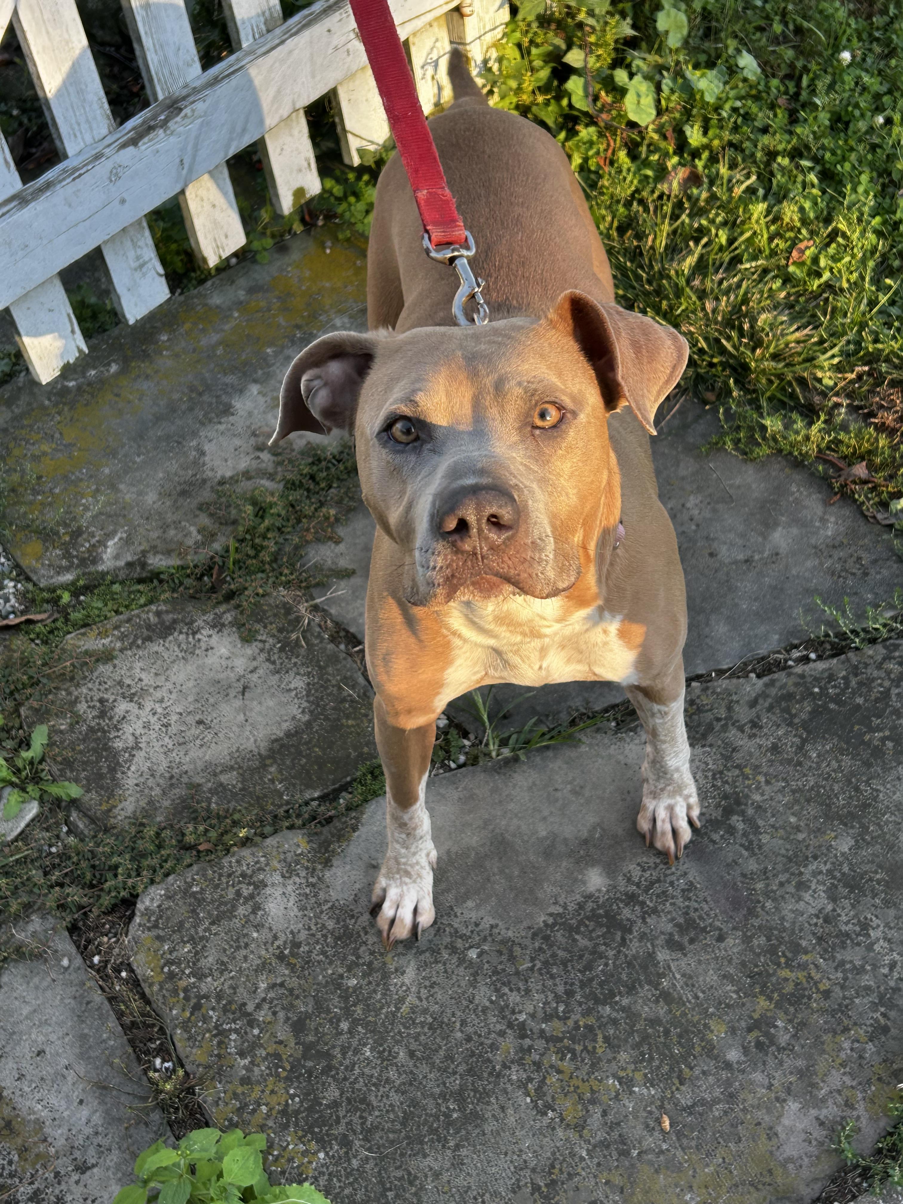 Enlarge Junie B, a Adoptable mixed breed in Ottawa, OH image 3/6