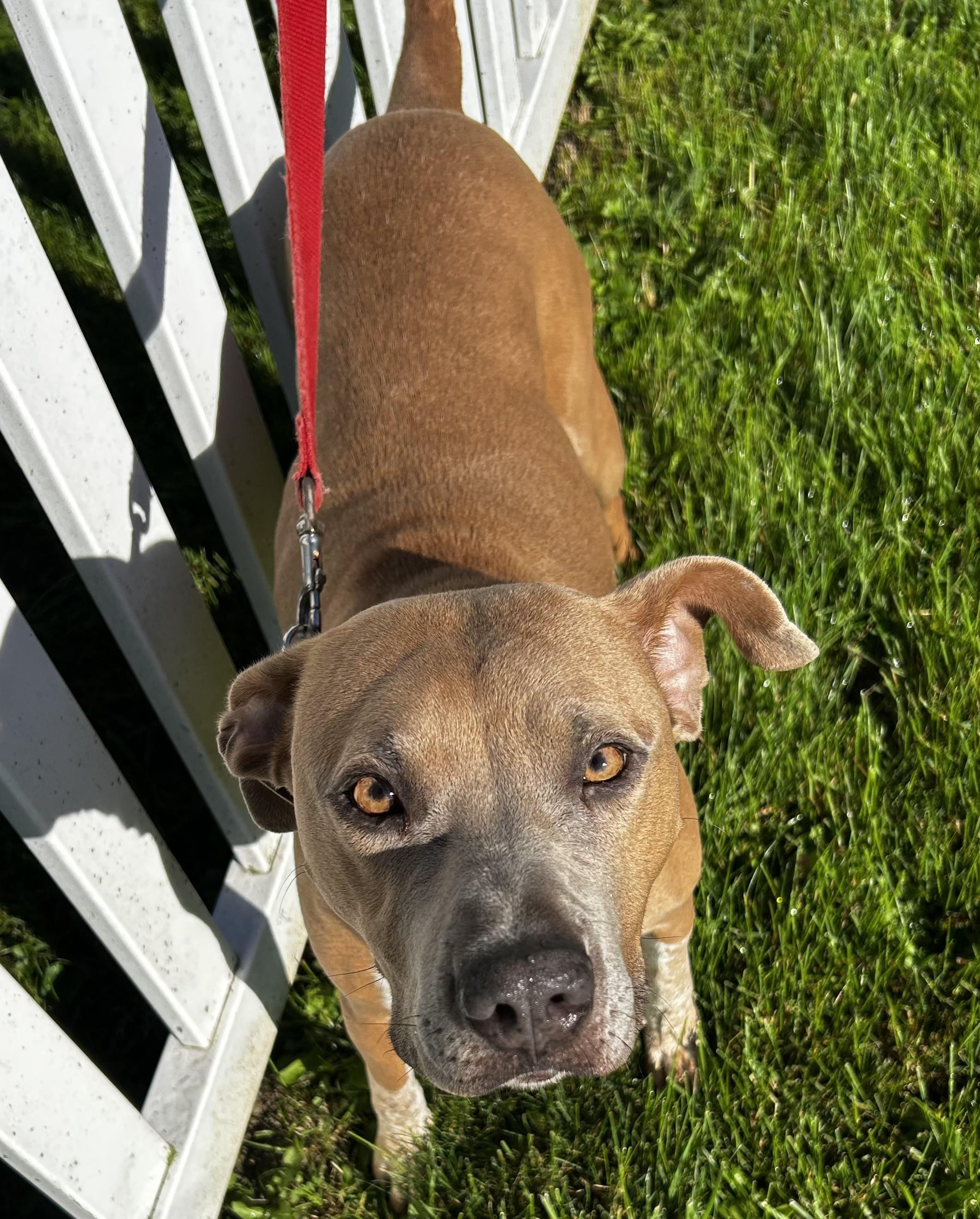 Enlarge Junie B, a Adoptable mixed breed in Ottawa, OH image 1/6