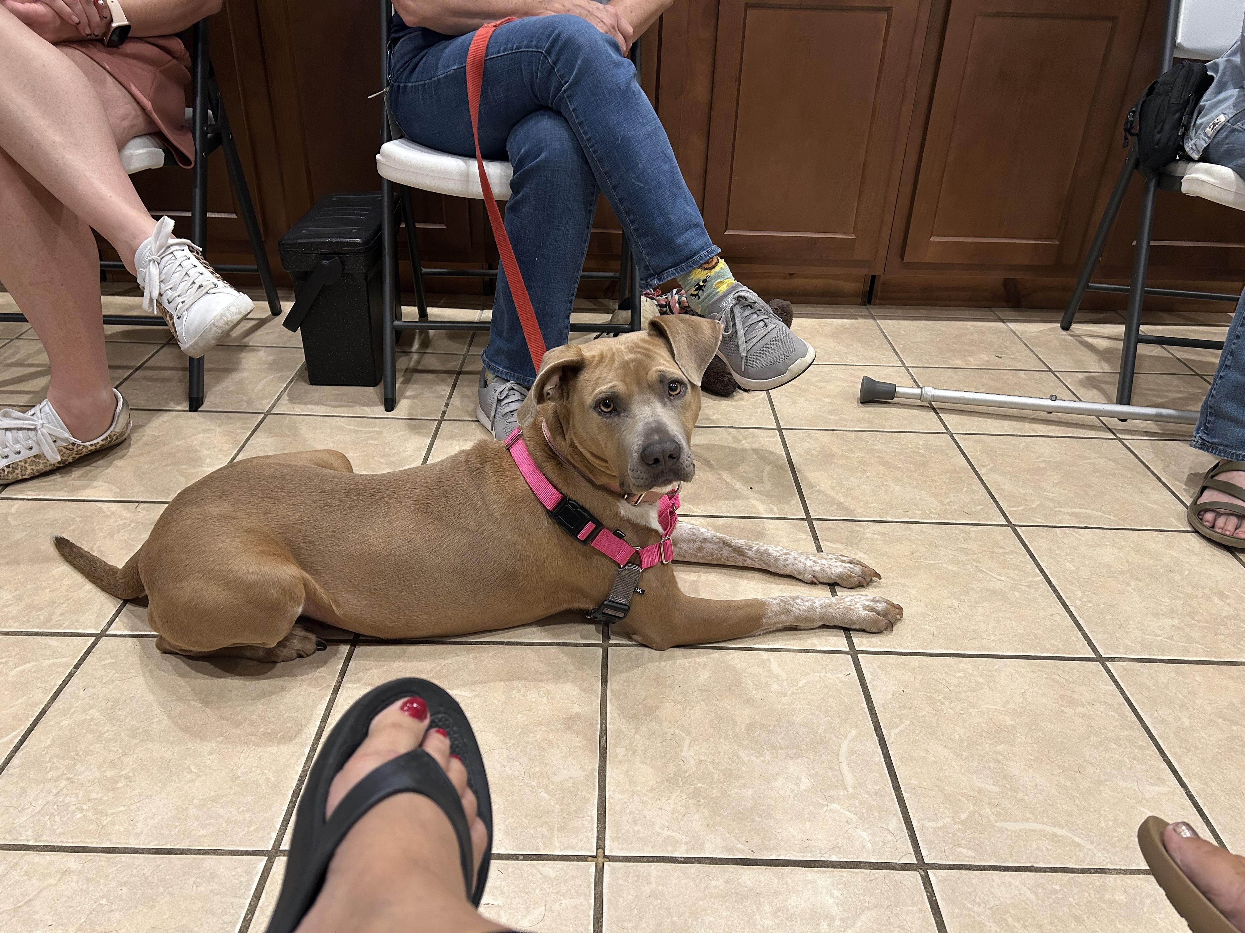Enlarge Junie B, a Adoptable mixed breed in Ottawa, OH image 4/6