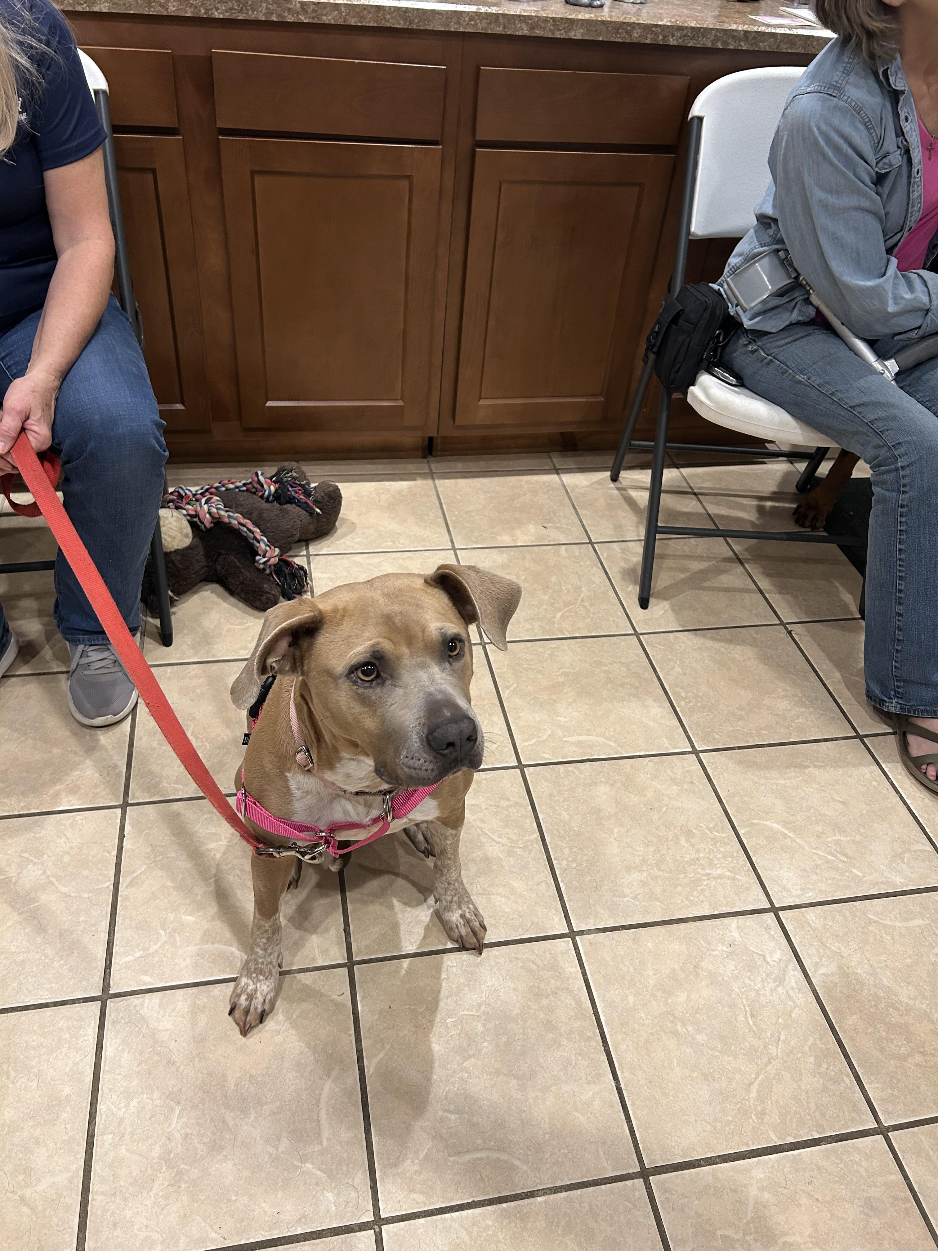 Enlarge Junie B, a Adoptable mixed breed in Ottawa, OH image 5/6