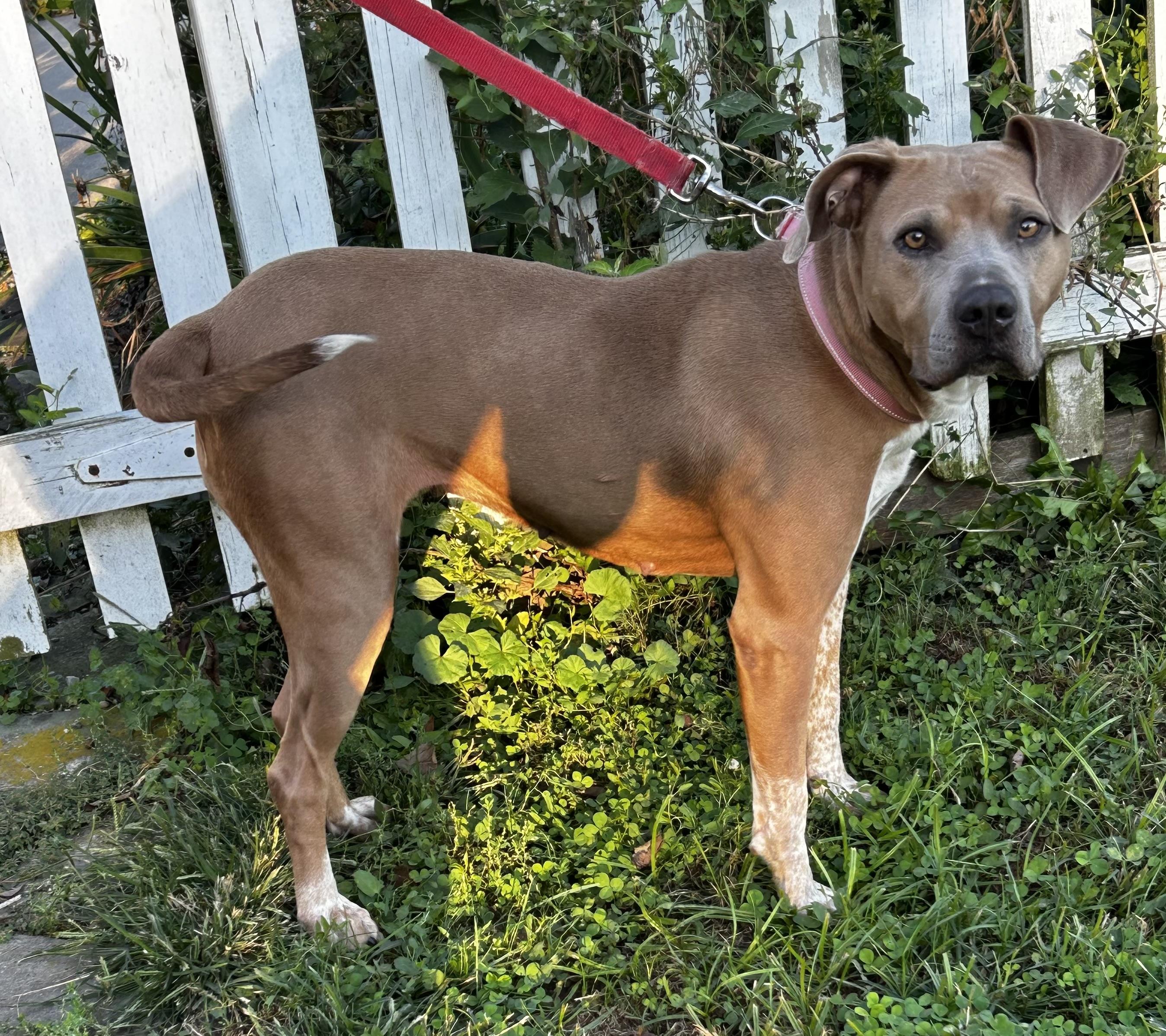 Enlarge Junie B, a Adoptable mixed breed in Ottawa, OH image 2/6