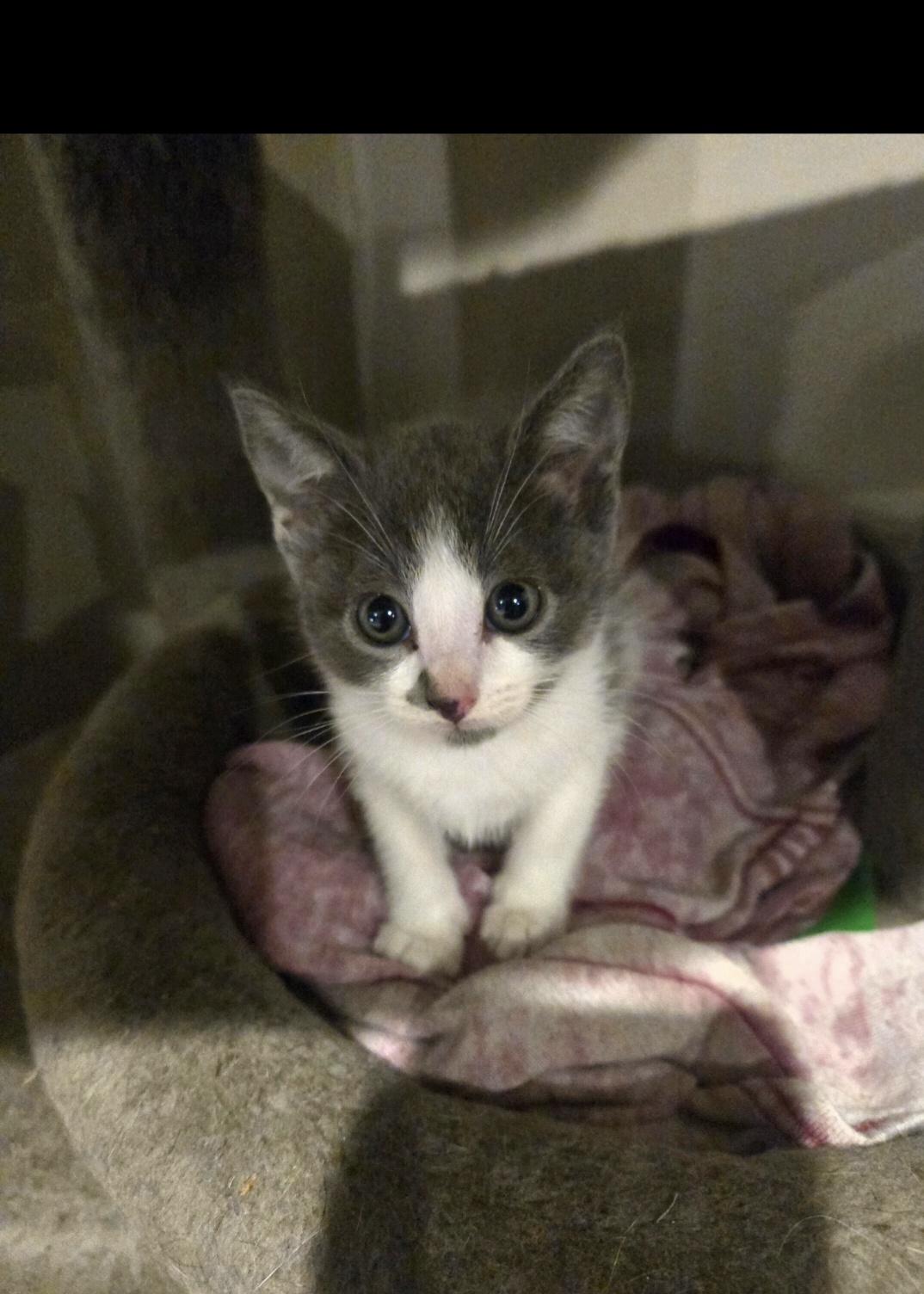 Enlarge Tulip, an adopted Domestic Short Hair in Encino, CA image 1/1