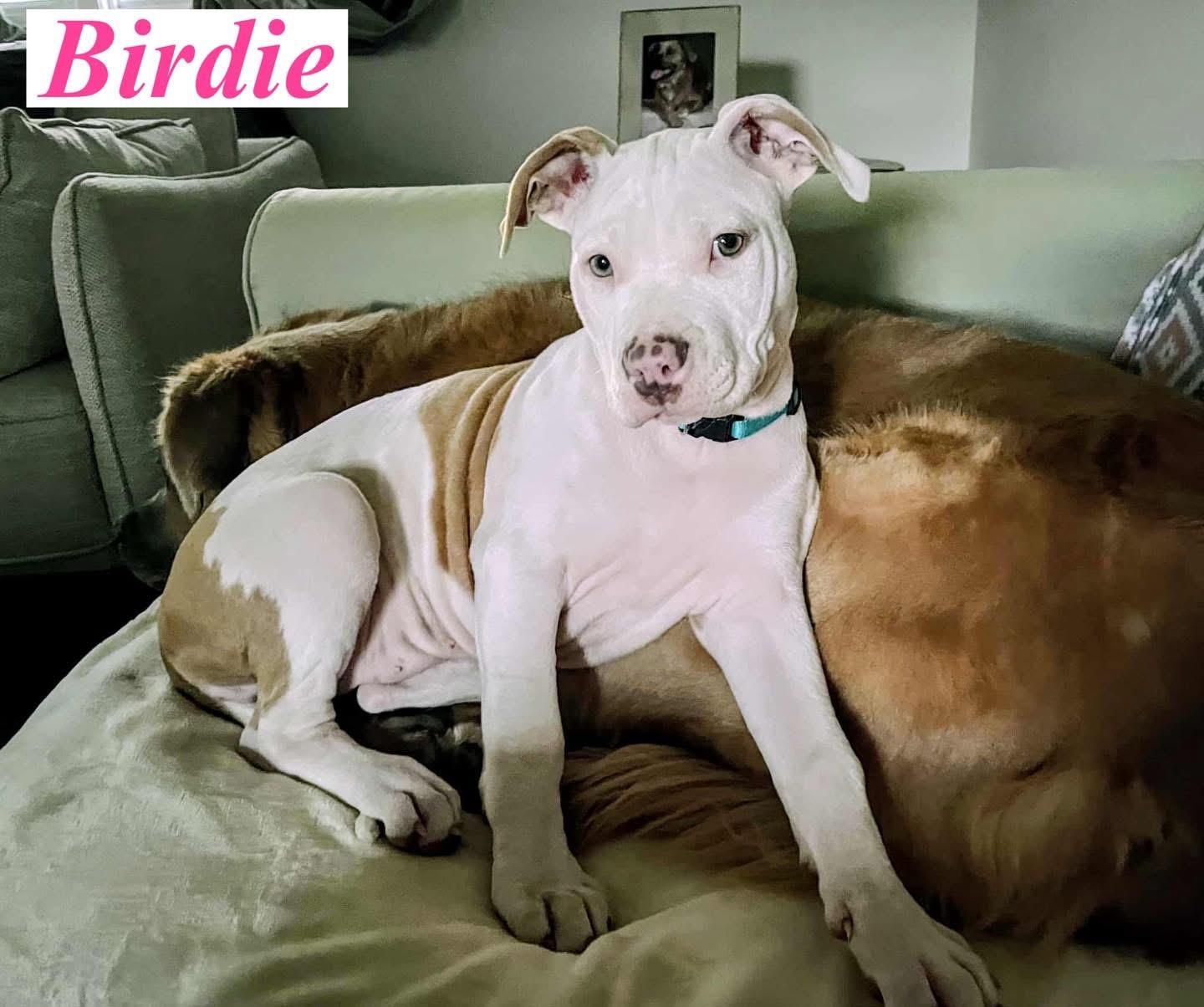 Birdie (in a Foster home)