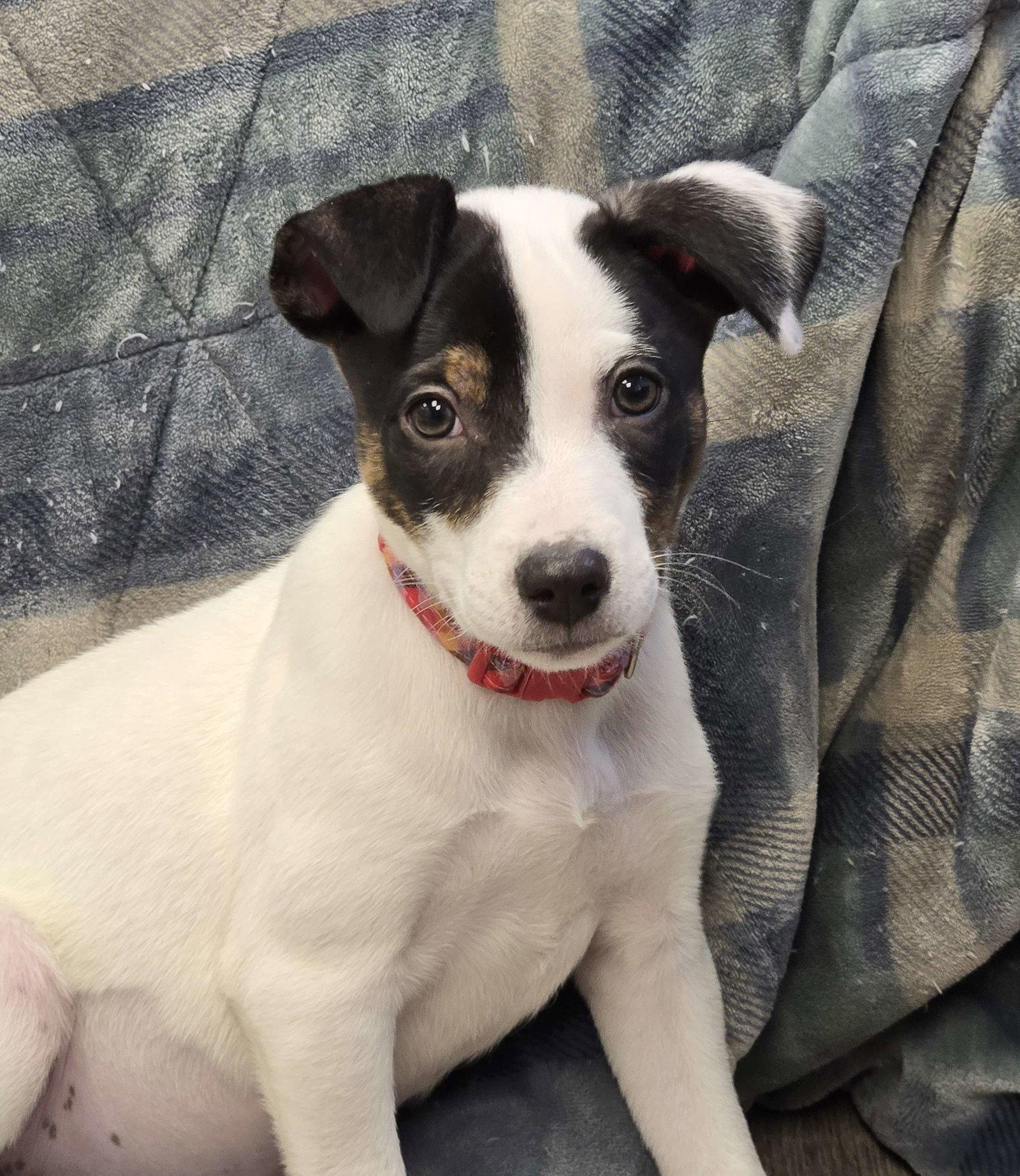 Enlarge Lily, a Adoptable Mixed Breed in Cliffwood, NJ image 1/2