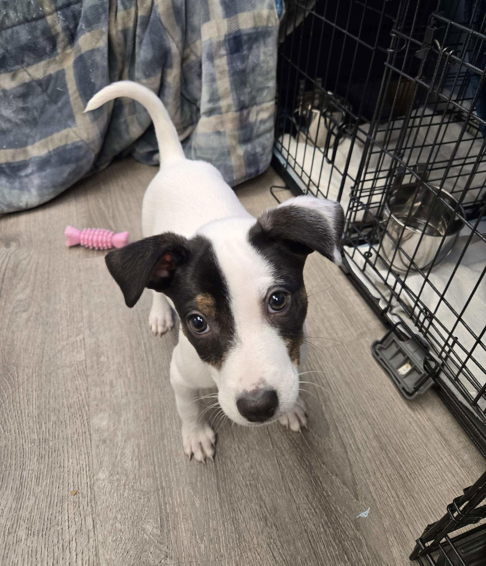 Enlarge Lily, a Adoptable Mixed Breed in Cliffwood, NJ image 2/2