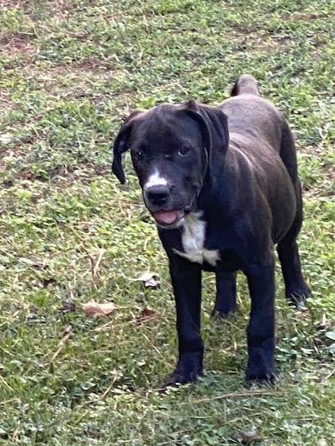 Enlarge Lauren, a Adoptable mixed breed in Watertown, CT image 2/4