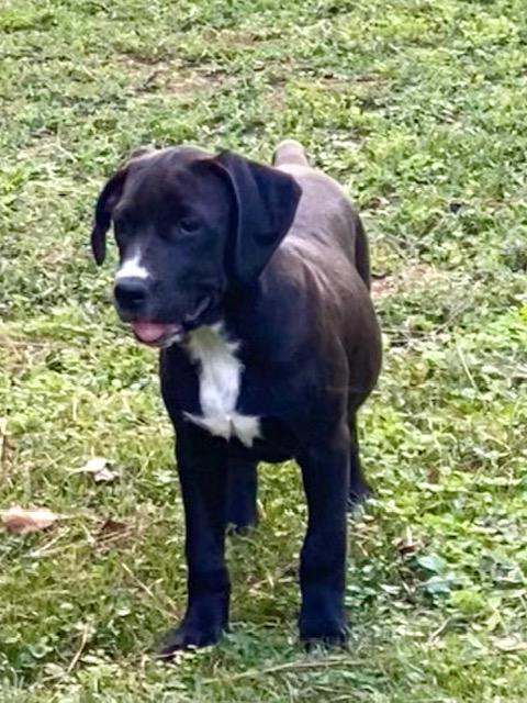 Lauren, Adoptable, Puppy Female Labrador Retriever & Boxer.