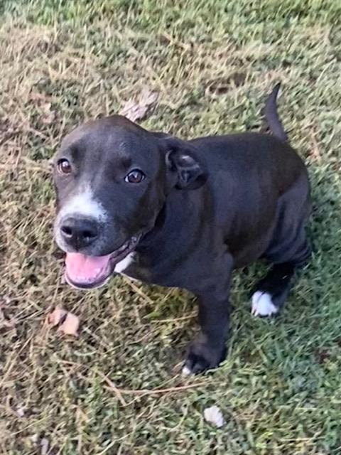 Lauren, Adoptable, Young Female Labrador Retriever & Boxer.