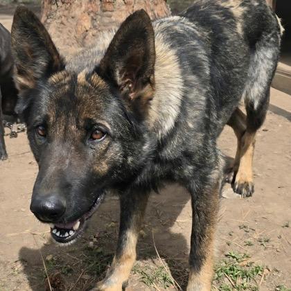 Enlarge Lizzy, a Adoptable mixed breed in Klamath Falls, OR image 1/1