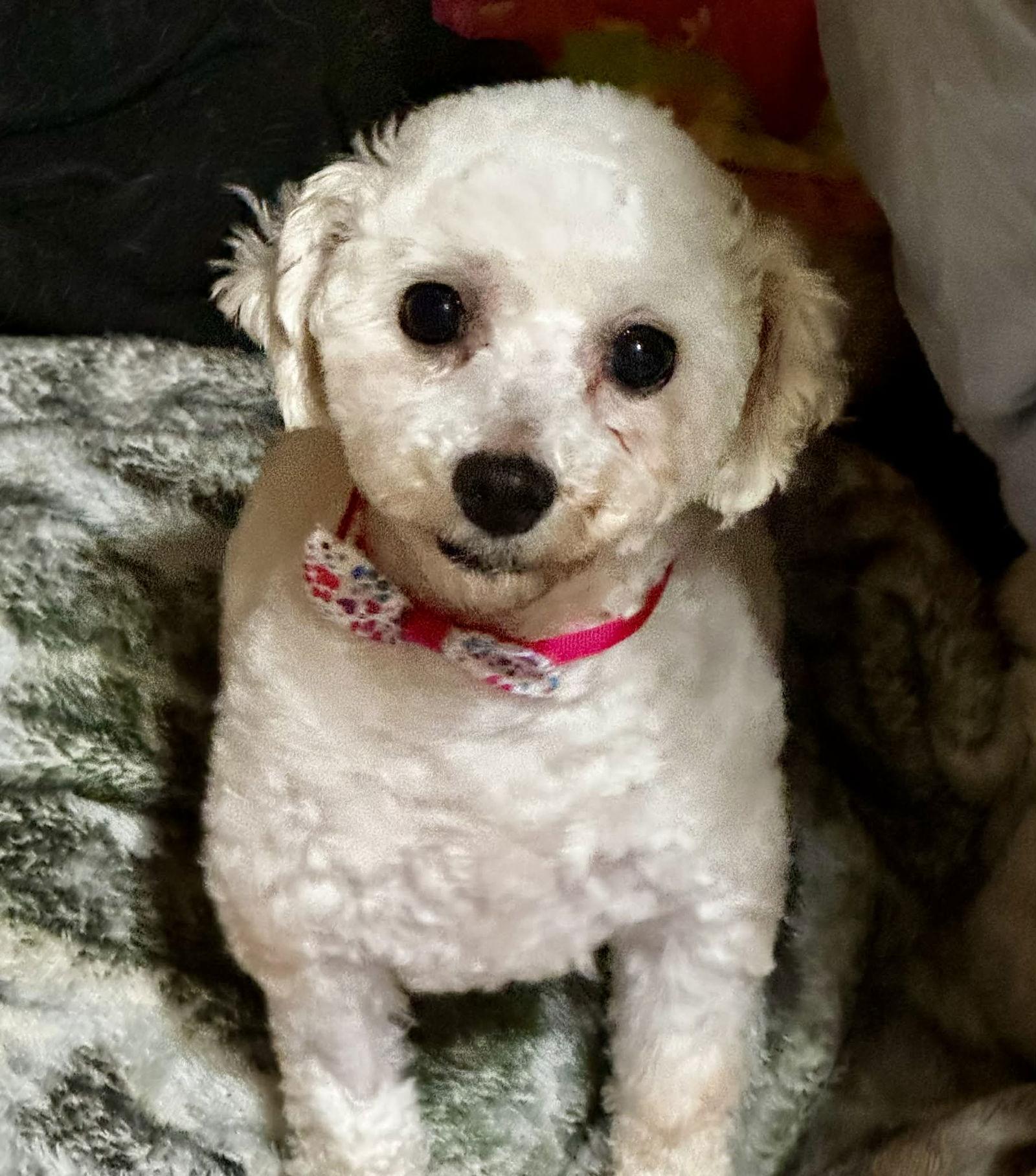 Enlarge Miranda, a Adopted Bichon Frise in Buffalo, NY image 1/3