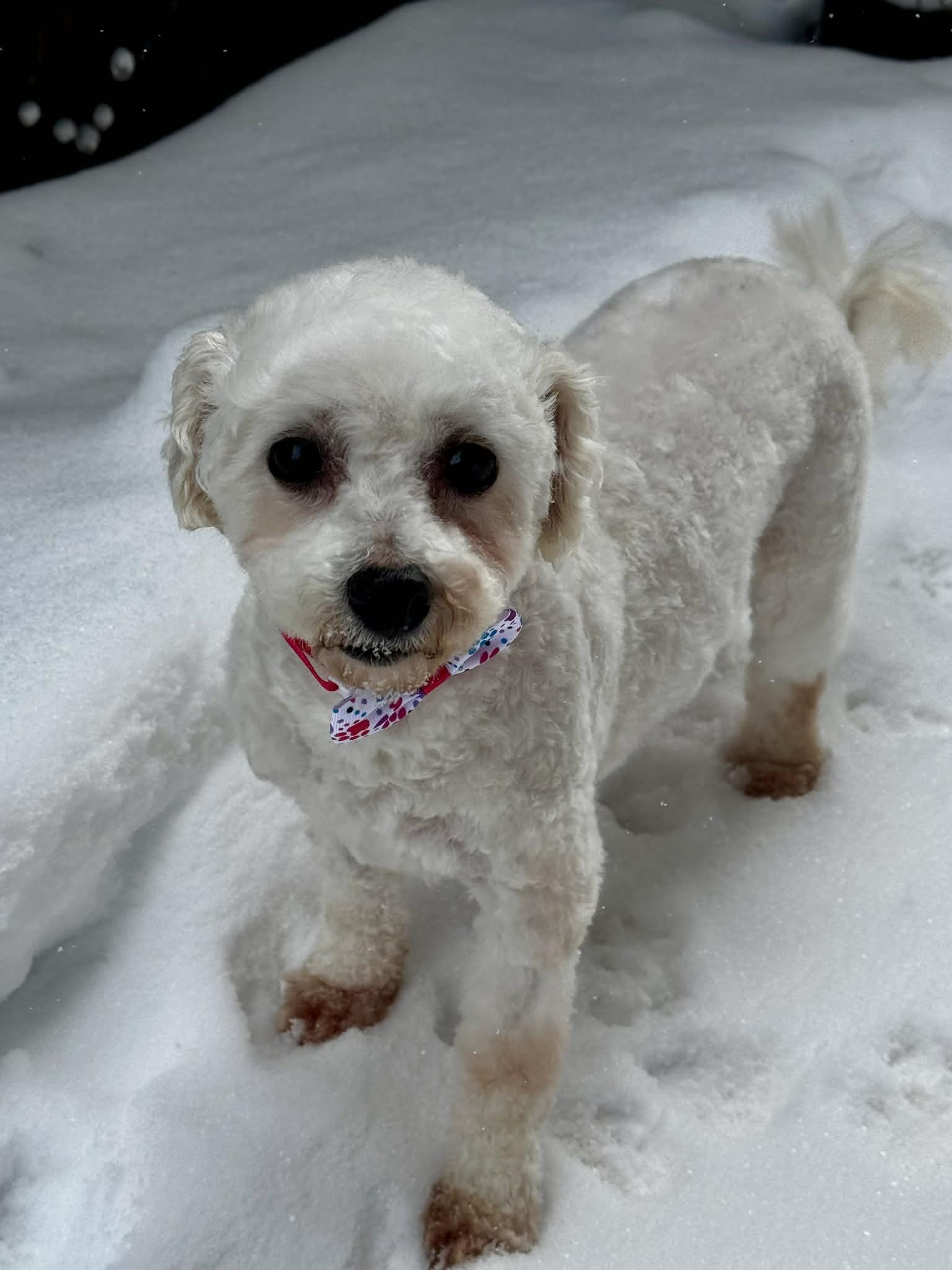 Enlarge Miranda, a Adopted Bichon Frise in Buffalo, NY image 2/3