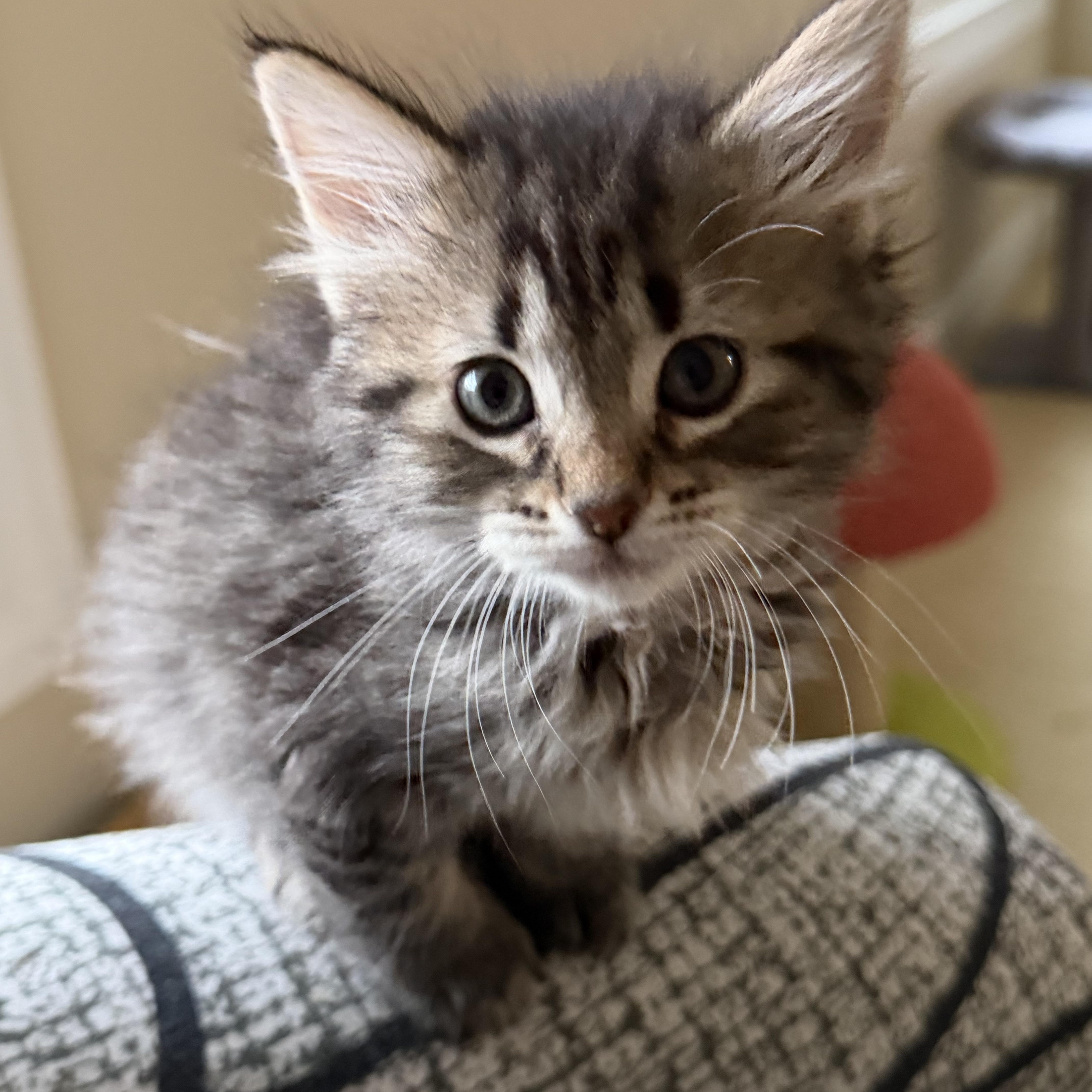 Enlarge Sapphire , an adopted Domestic Medium Hair in Duluth, GA image 2/4