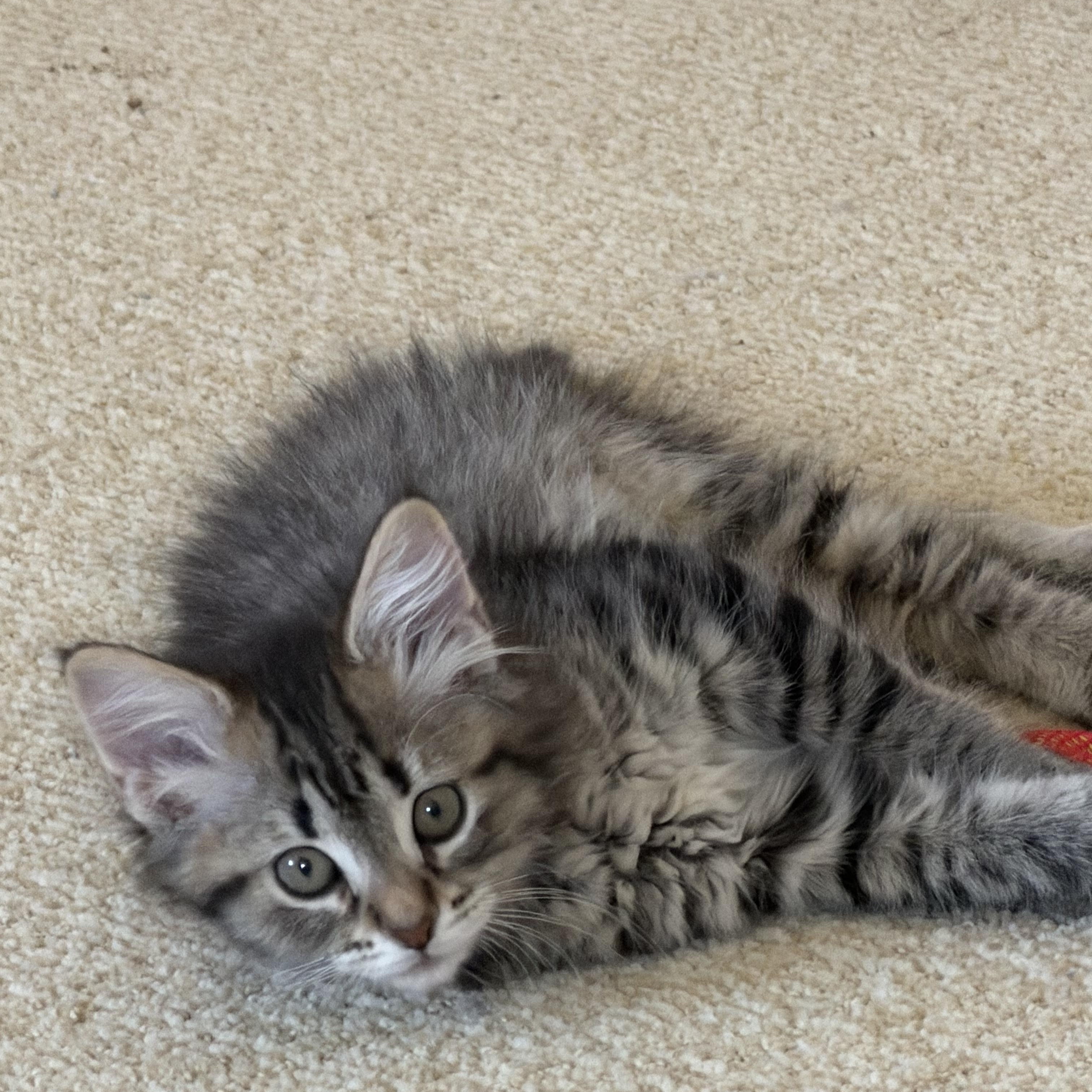 Enlarge Sapphire , an adopted Domestic Medium Hair in Duluth, GA image 4/4