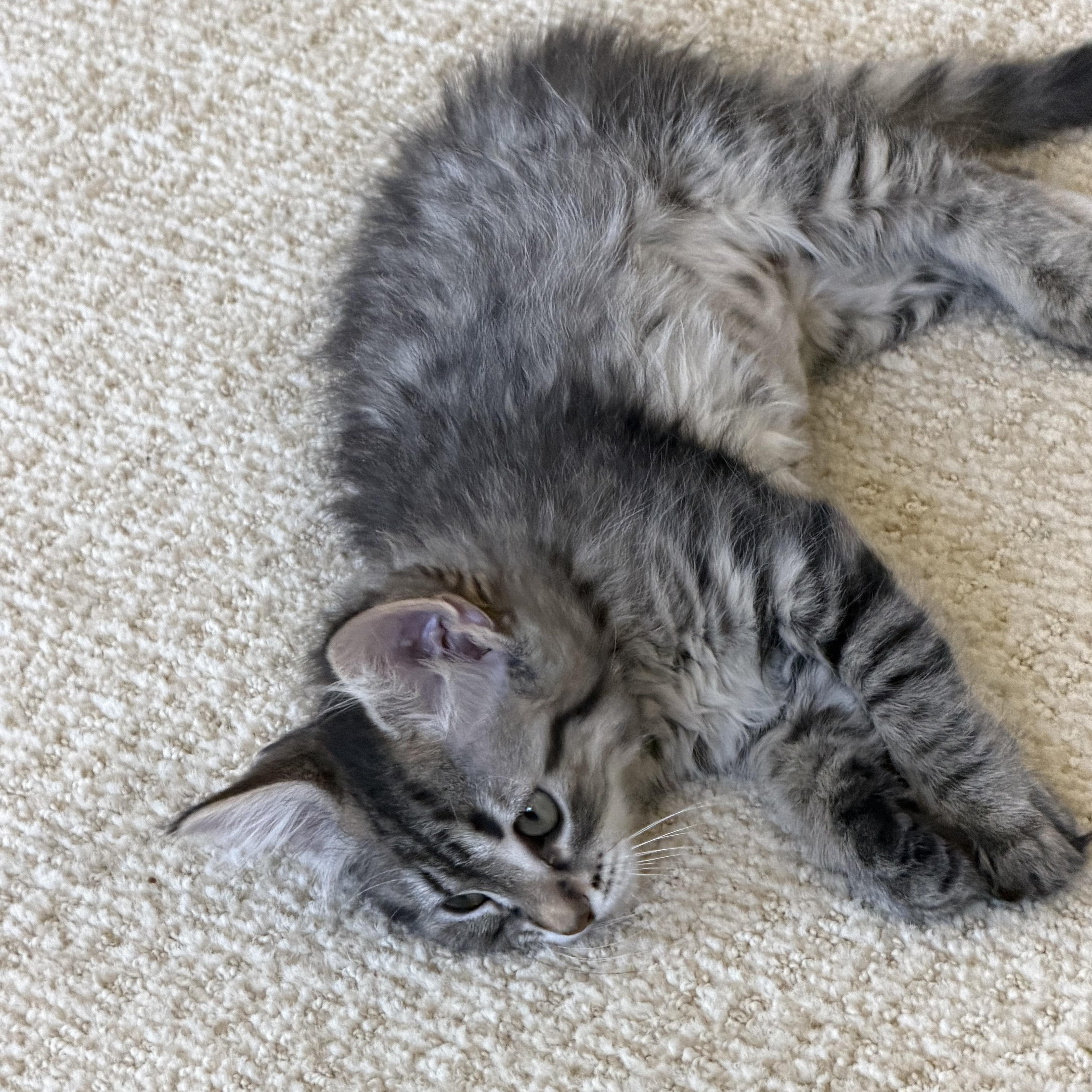 Enlarge Sapphire , an adopted Domestic Medium Hair in Duluth, GA image 3/4